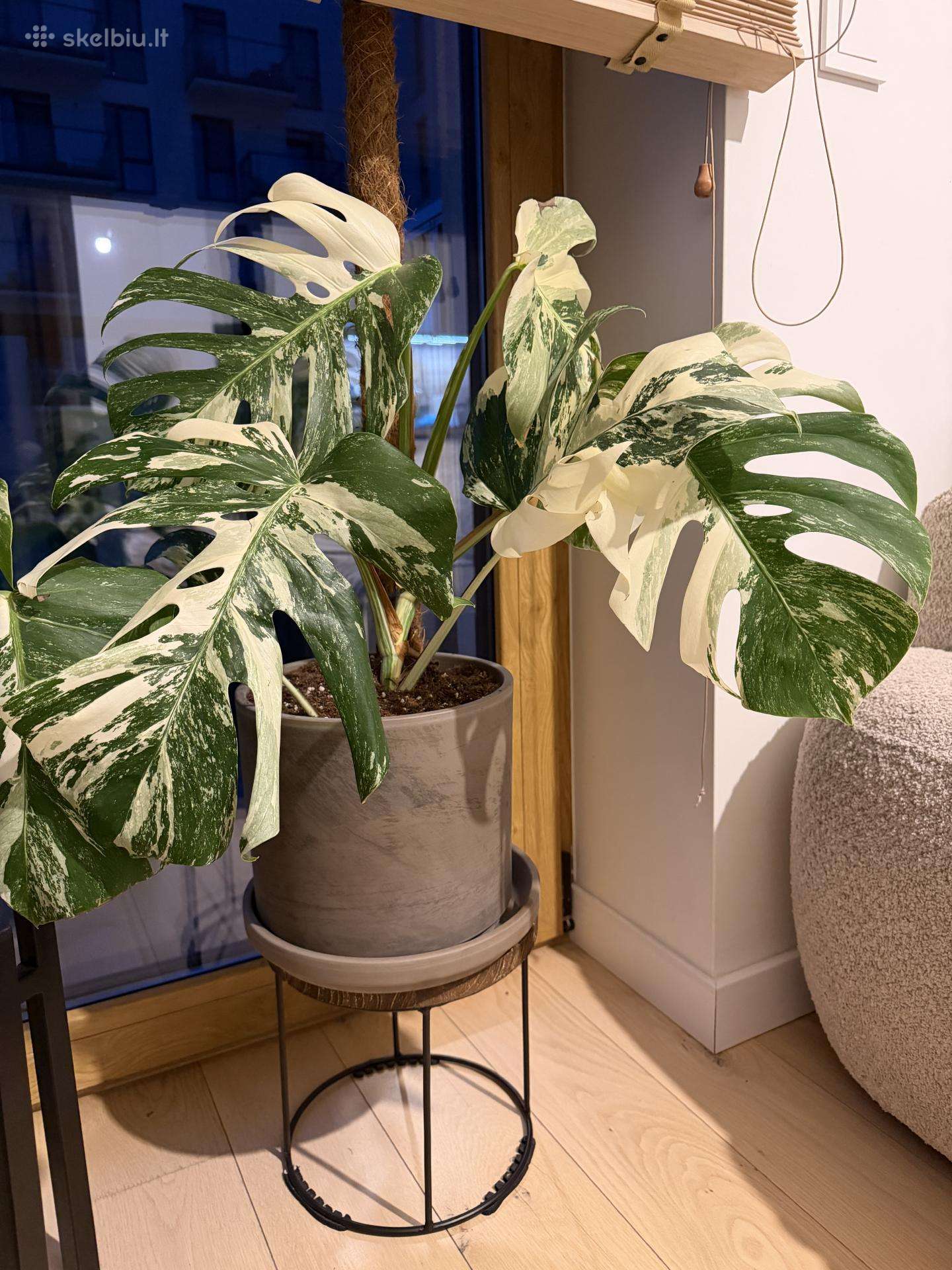 Monstera variegata