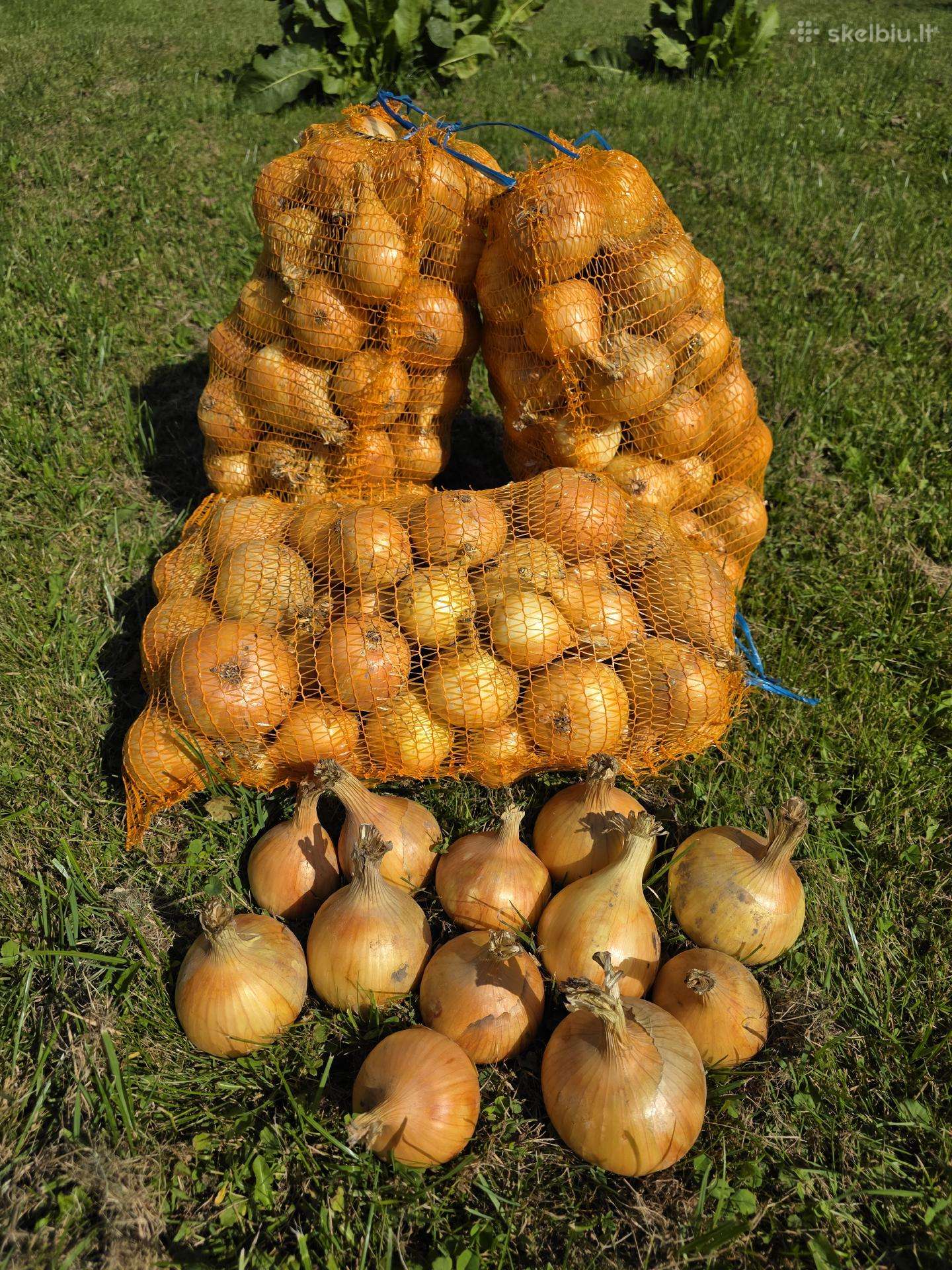 Svogūnai