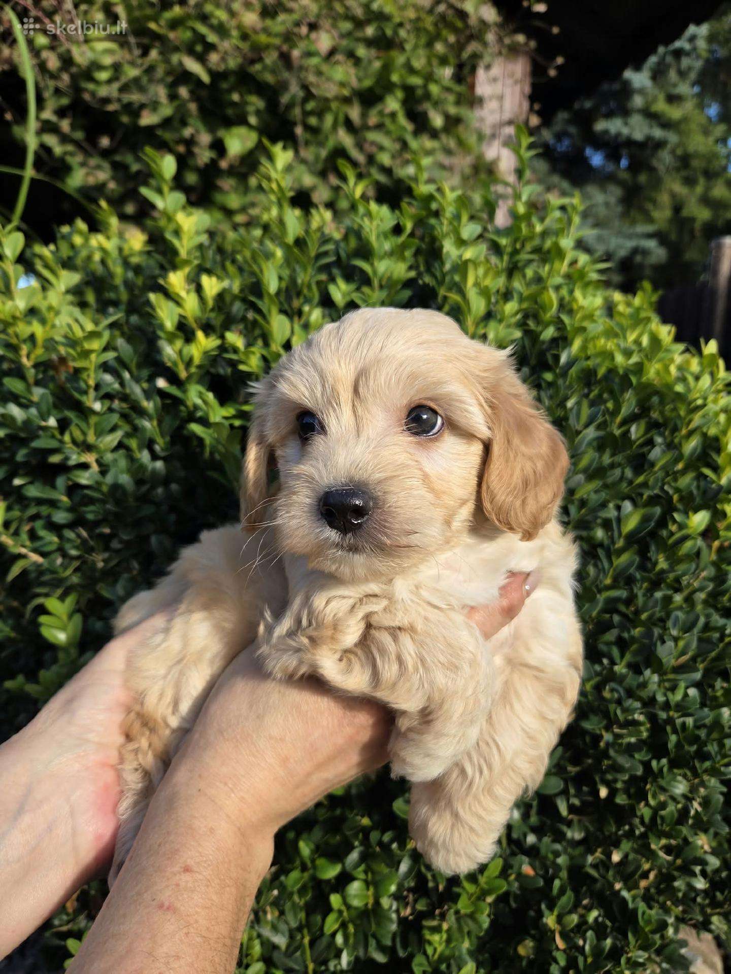 Maltipoo berniukas pasiruošęs vykti į naujus namus
