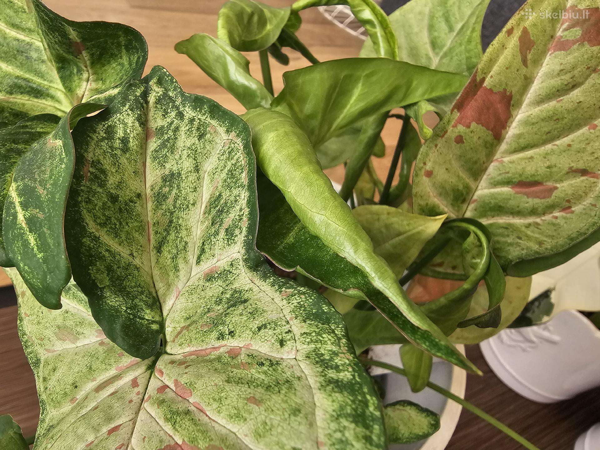 Syngonium
