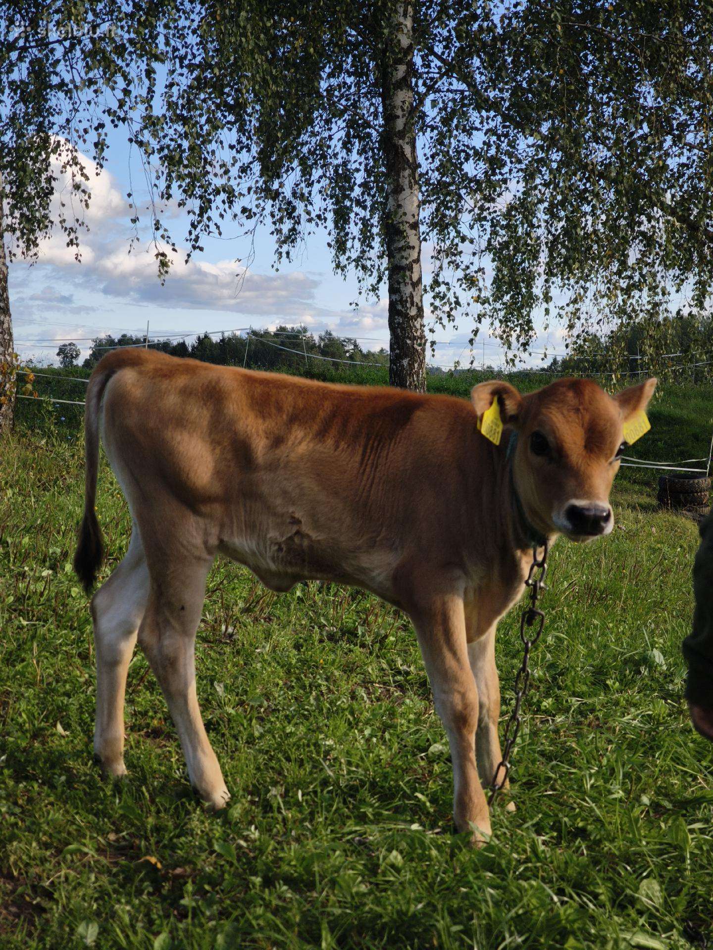 Džersių telyčaite