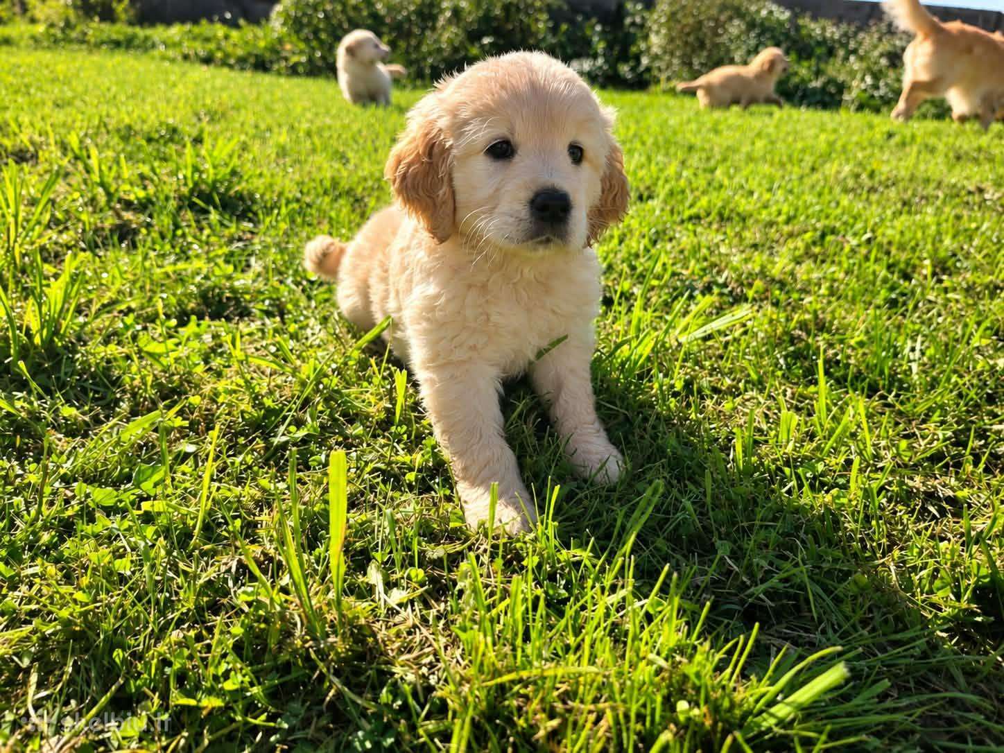 Auksaplaukis retriveris