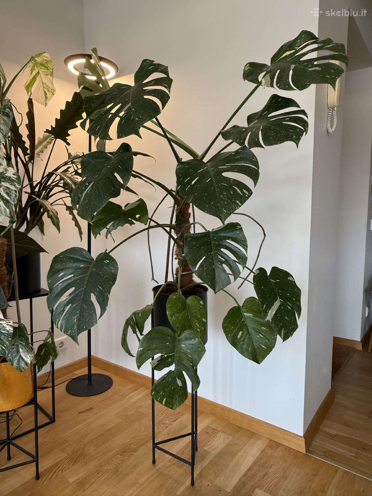 Augalas Monstera Thai Constellation Variegata