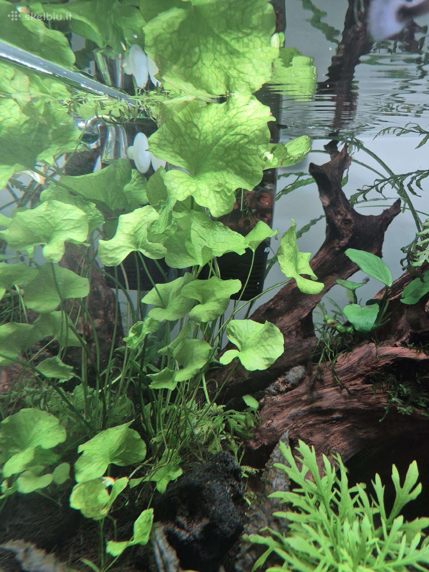 Įvairus akvariumo augalai