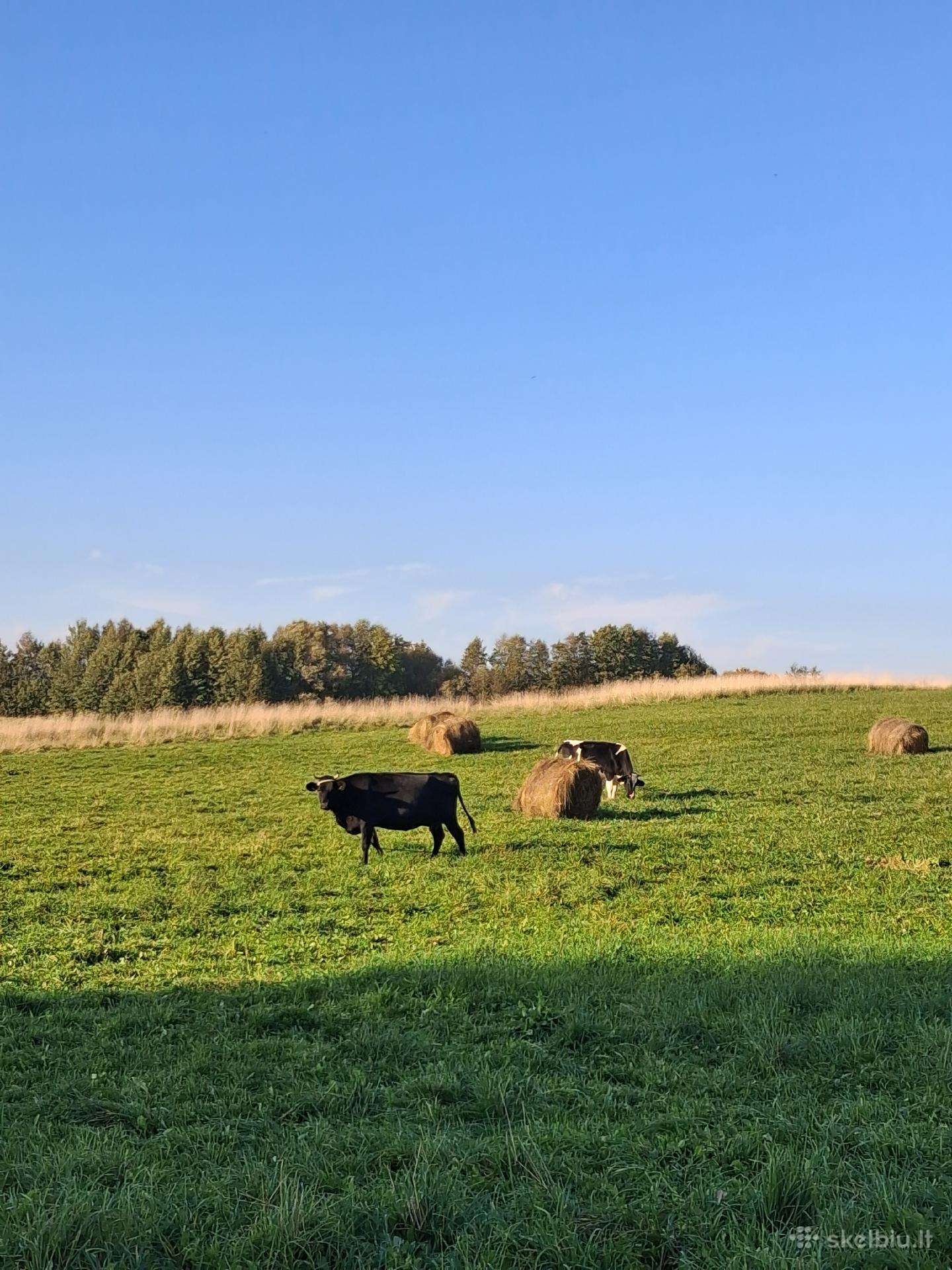Parduodamos karvės