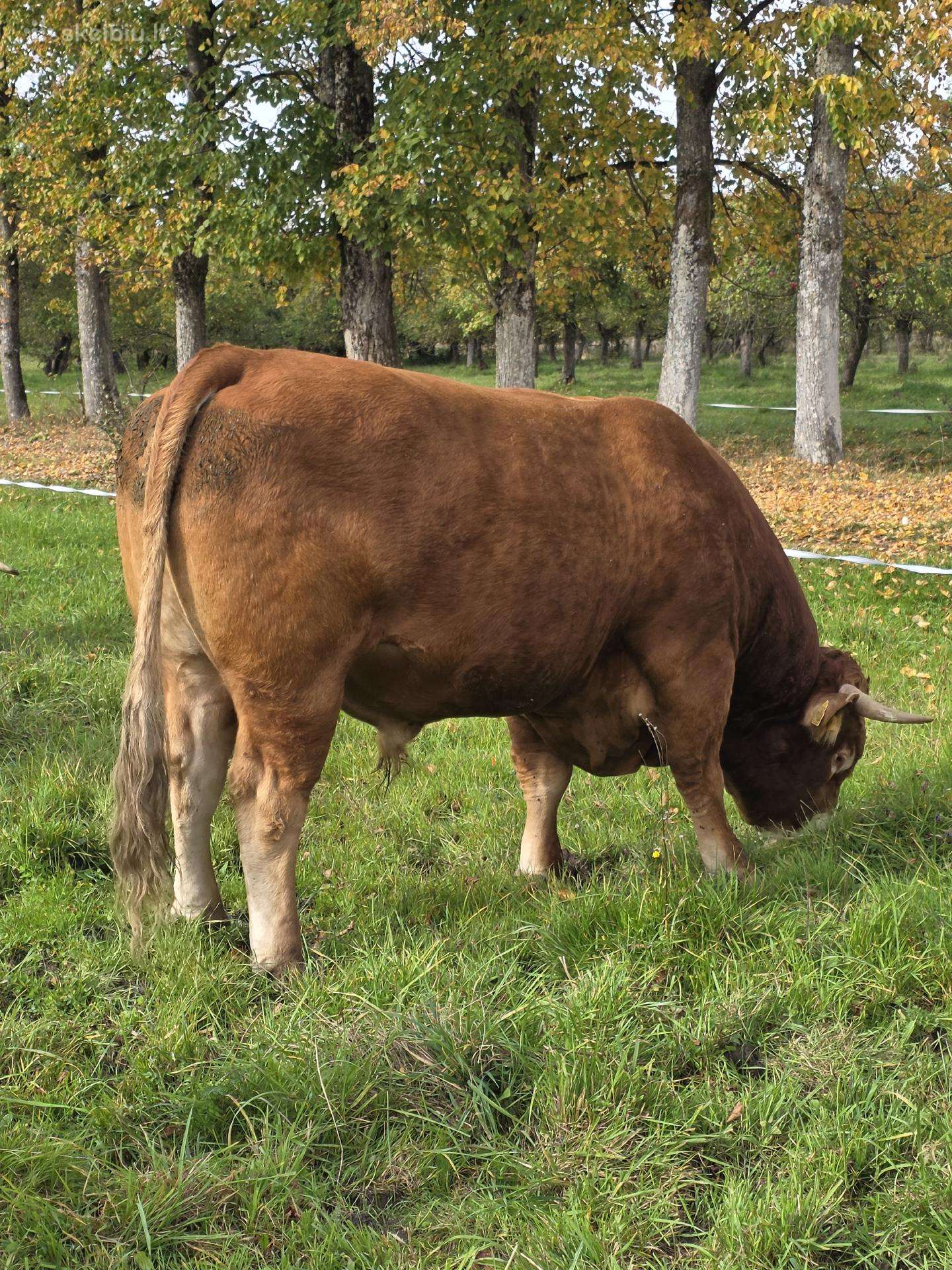 Bulius reproduktorius