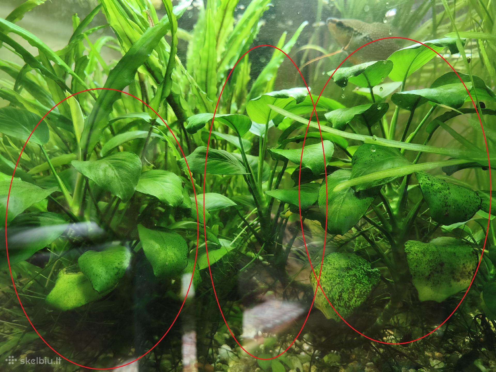 Parduodu 3 didelius Anubius Akvariumo augalai