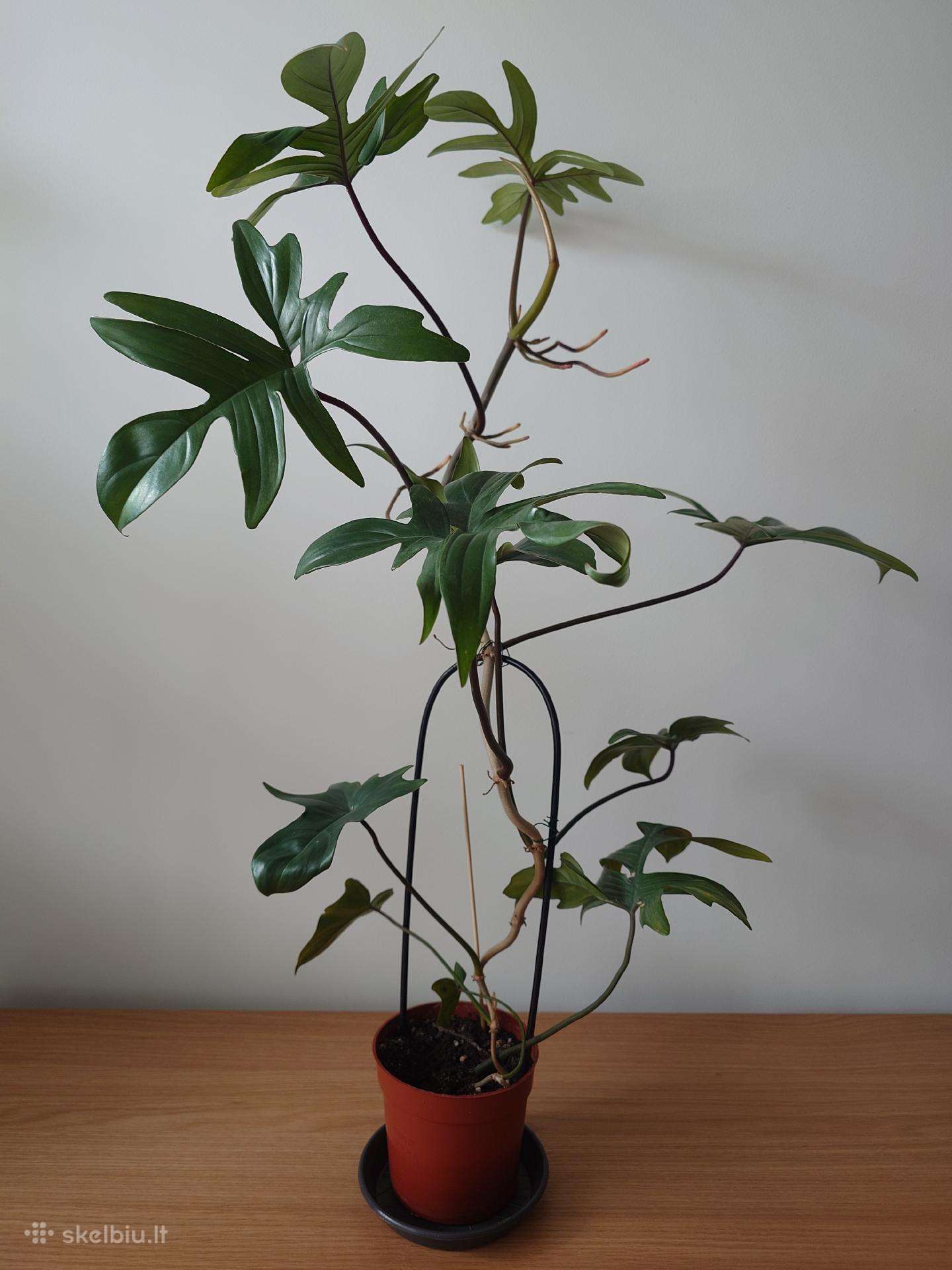 Philodendron pedatum