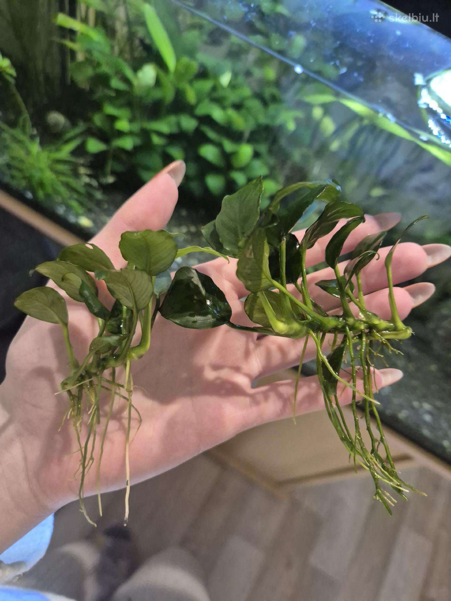 Anubias nana