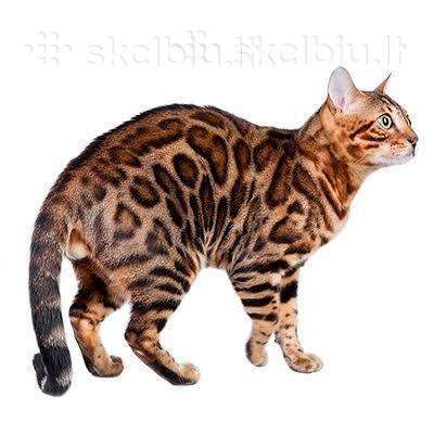 Dovanoju bengalijos katiną