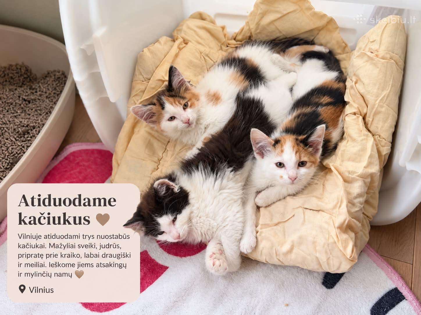 Dovanojame Kačiukus