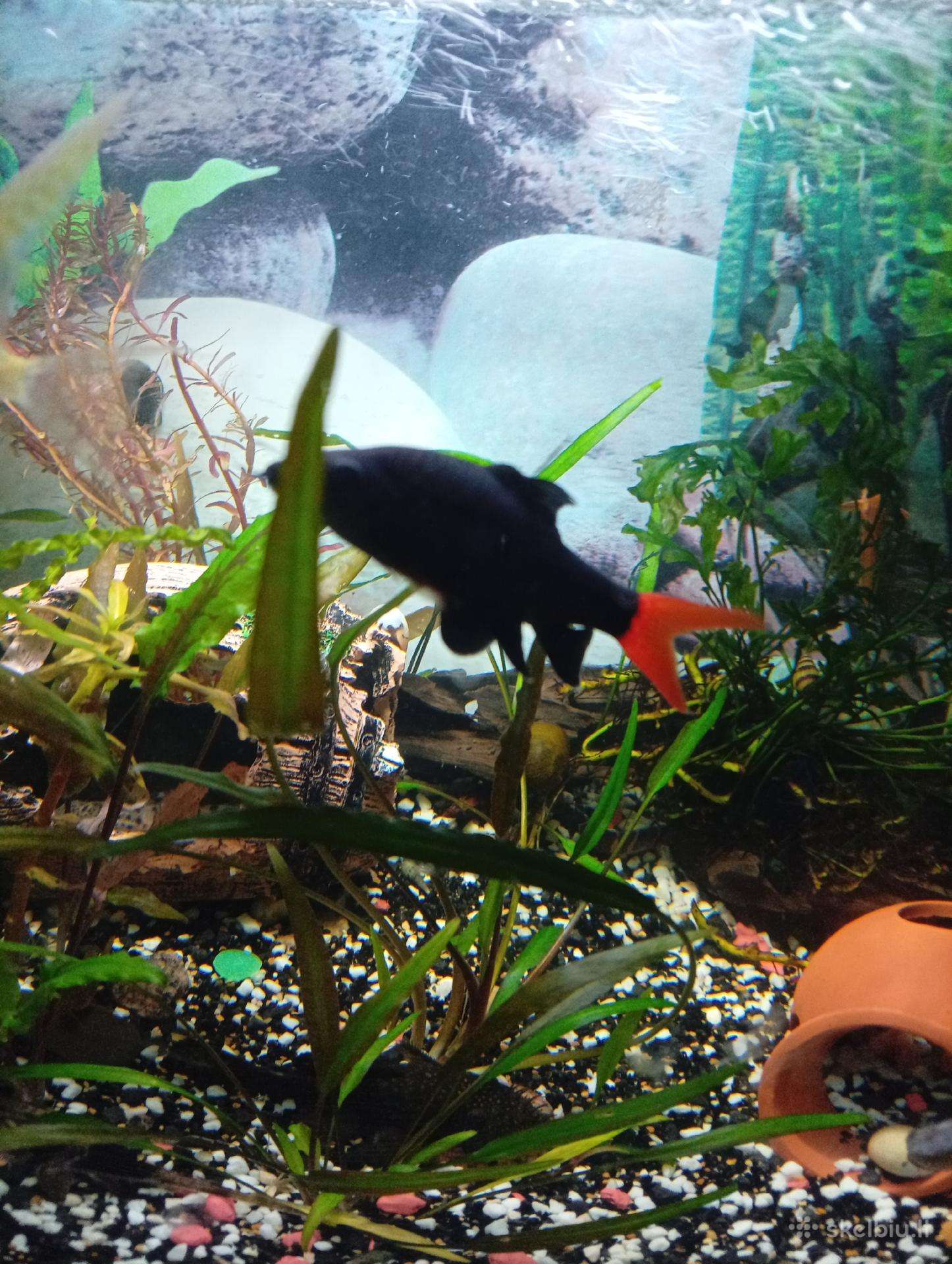 Akvariumo žuvis