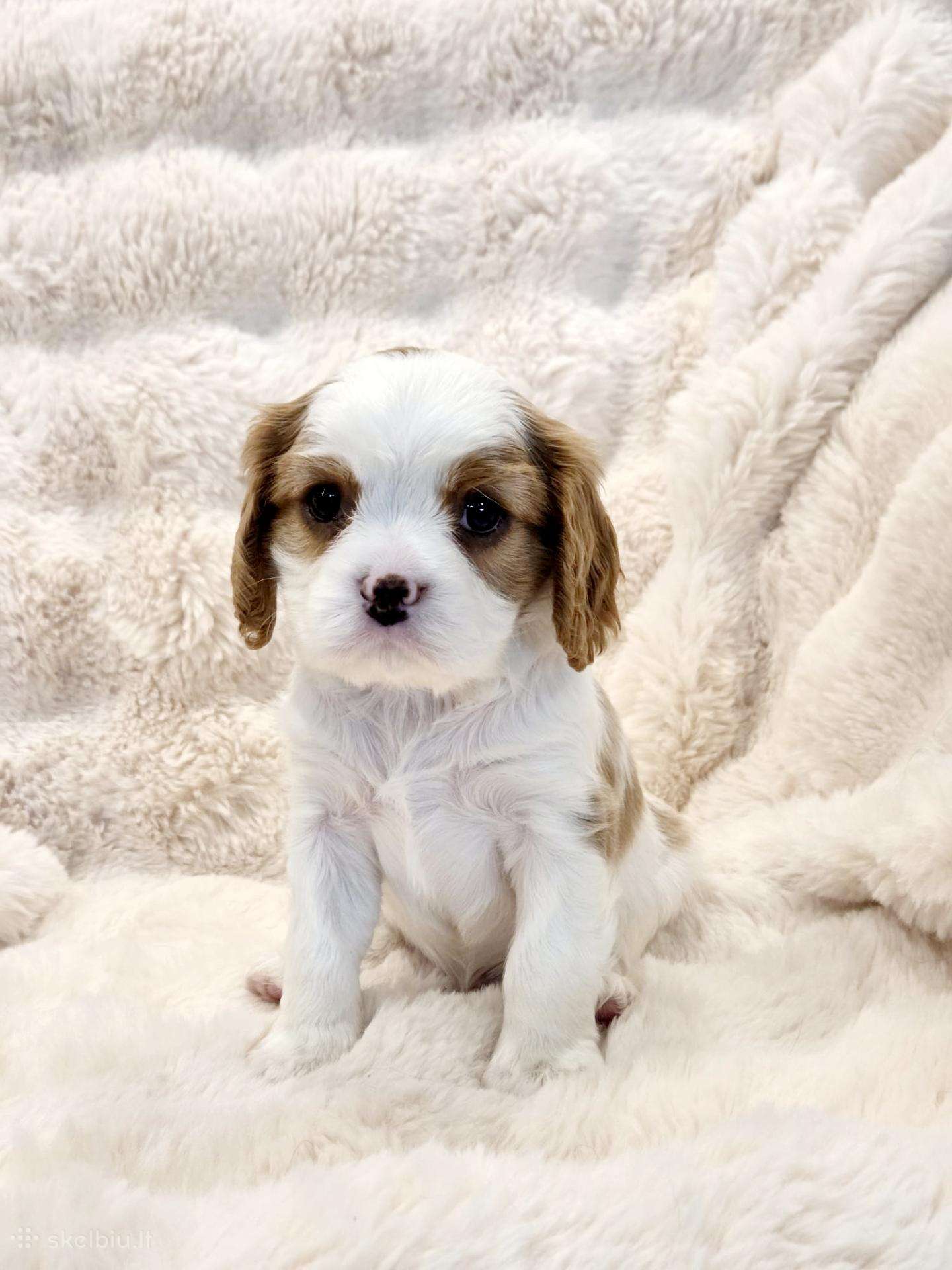 Kvalera Kinga Čarlza Spaniel