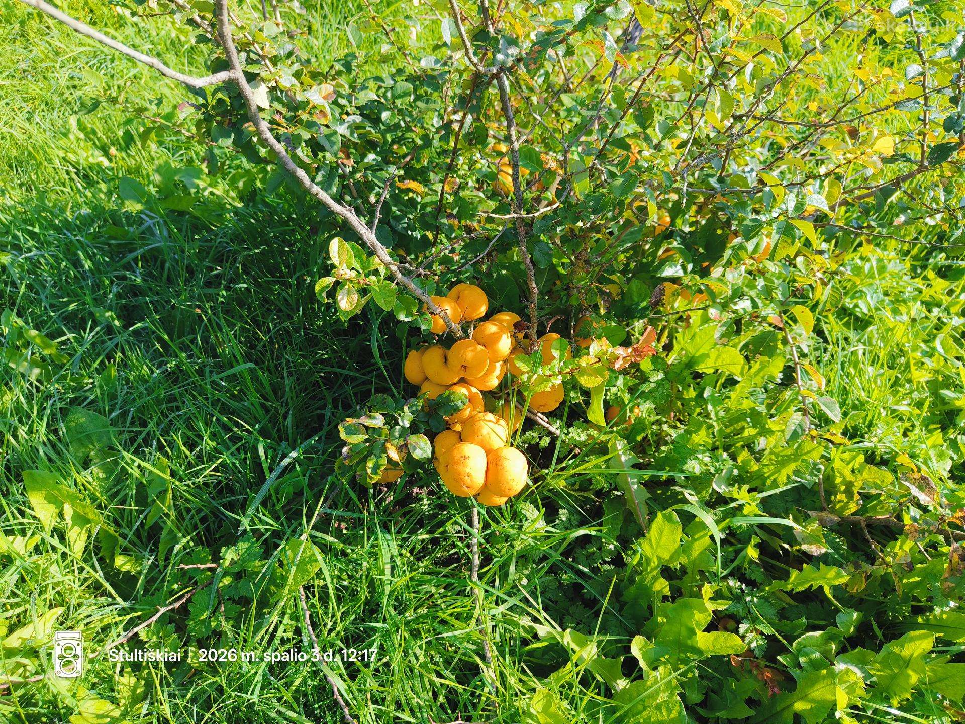 Parduodami svarainiai