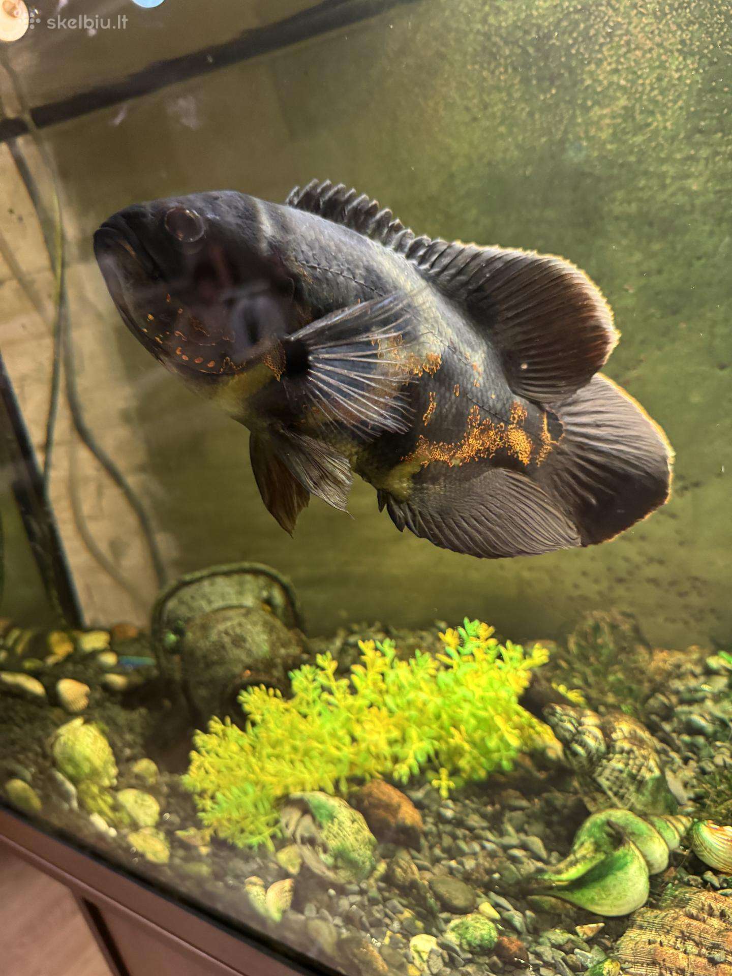 Astronautai (Astronotus ocellatus
