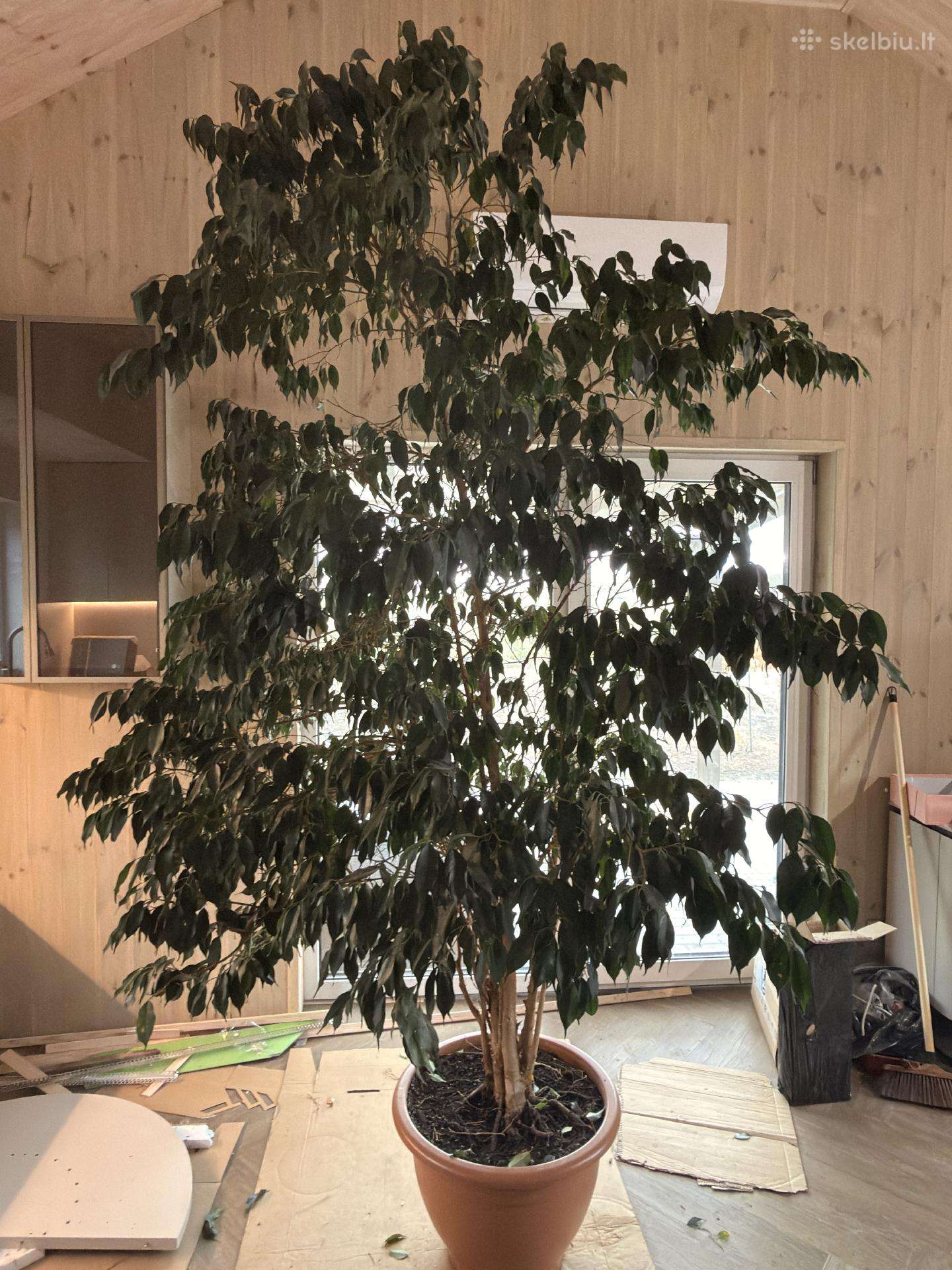 Kambarinis medis Ficus Benjamina