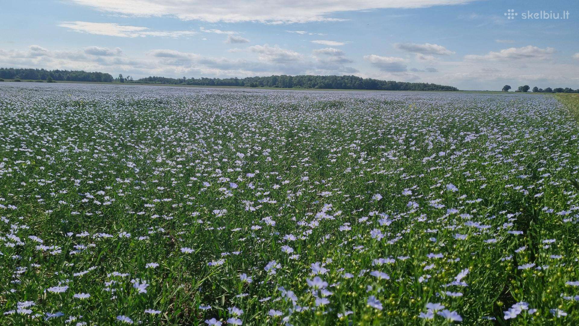 Linų sėmenys