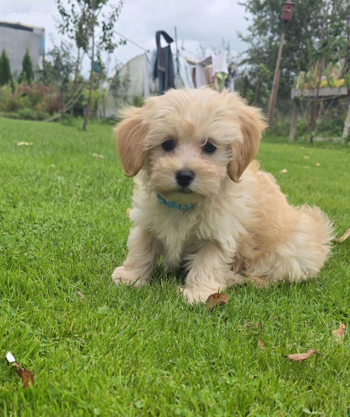 Maltipoo berniukas Marlo
