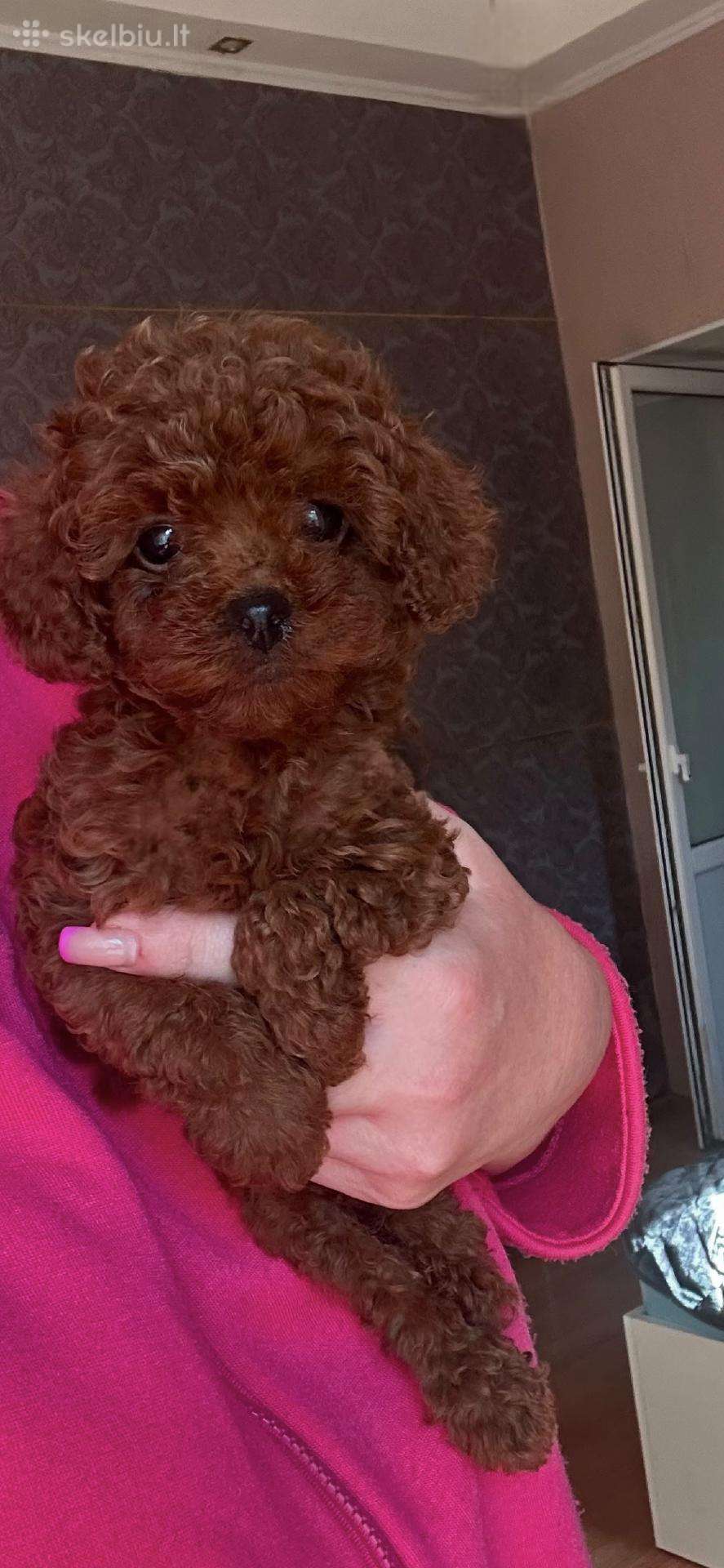 Teacup pudelyte