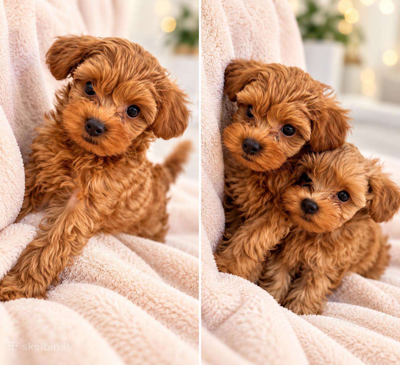 Maltipoo Berniukai