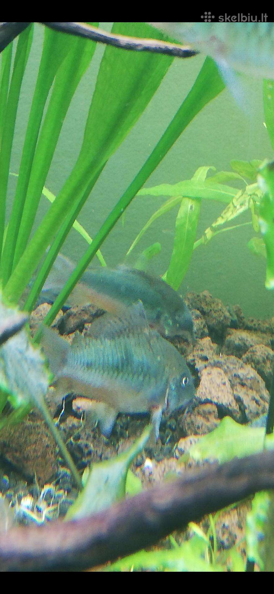 Koridorai