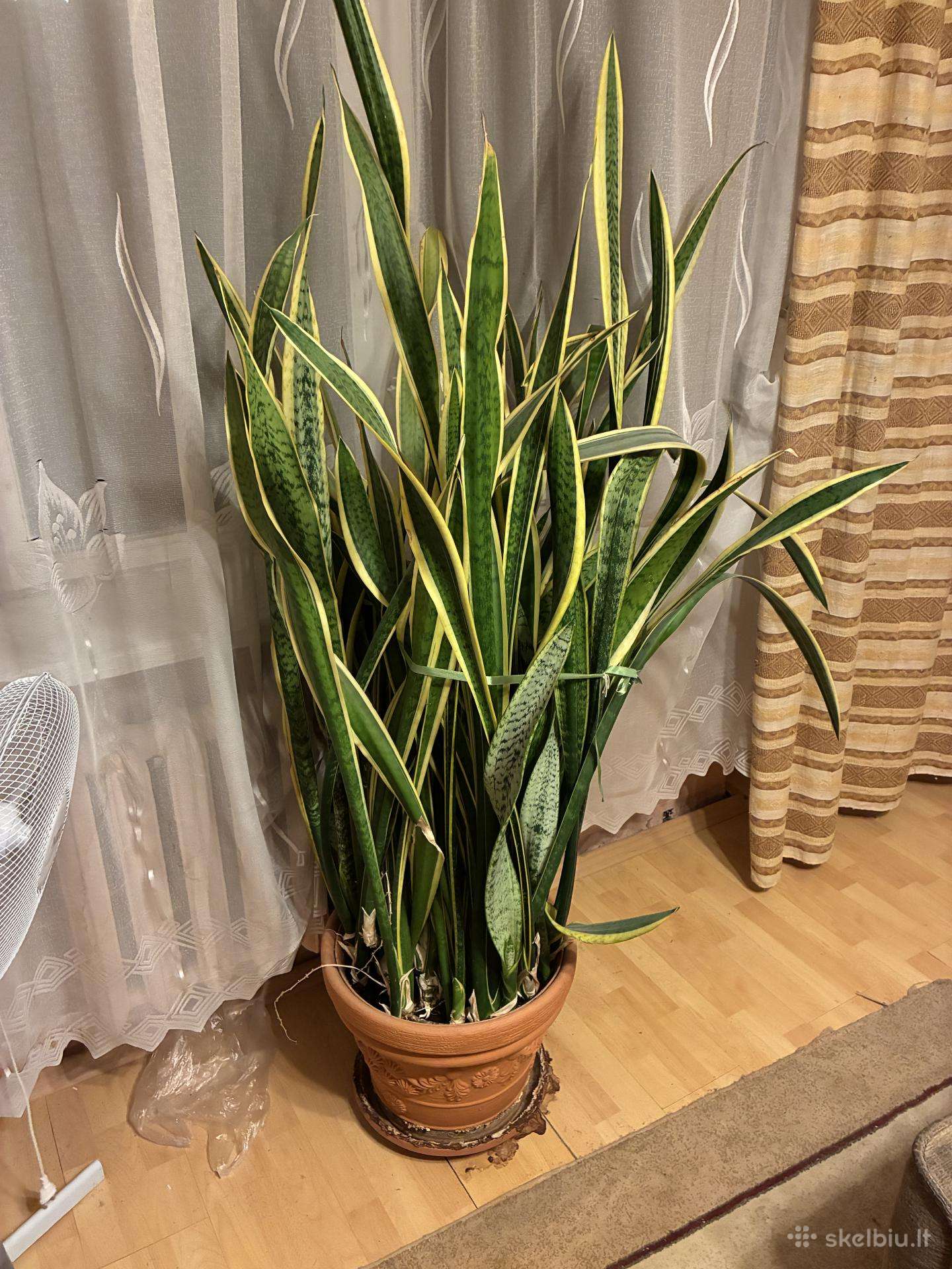 Didelė 170 cm sansevjera su dekoratyviniu vazonu.