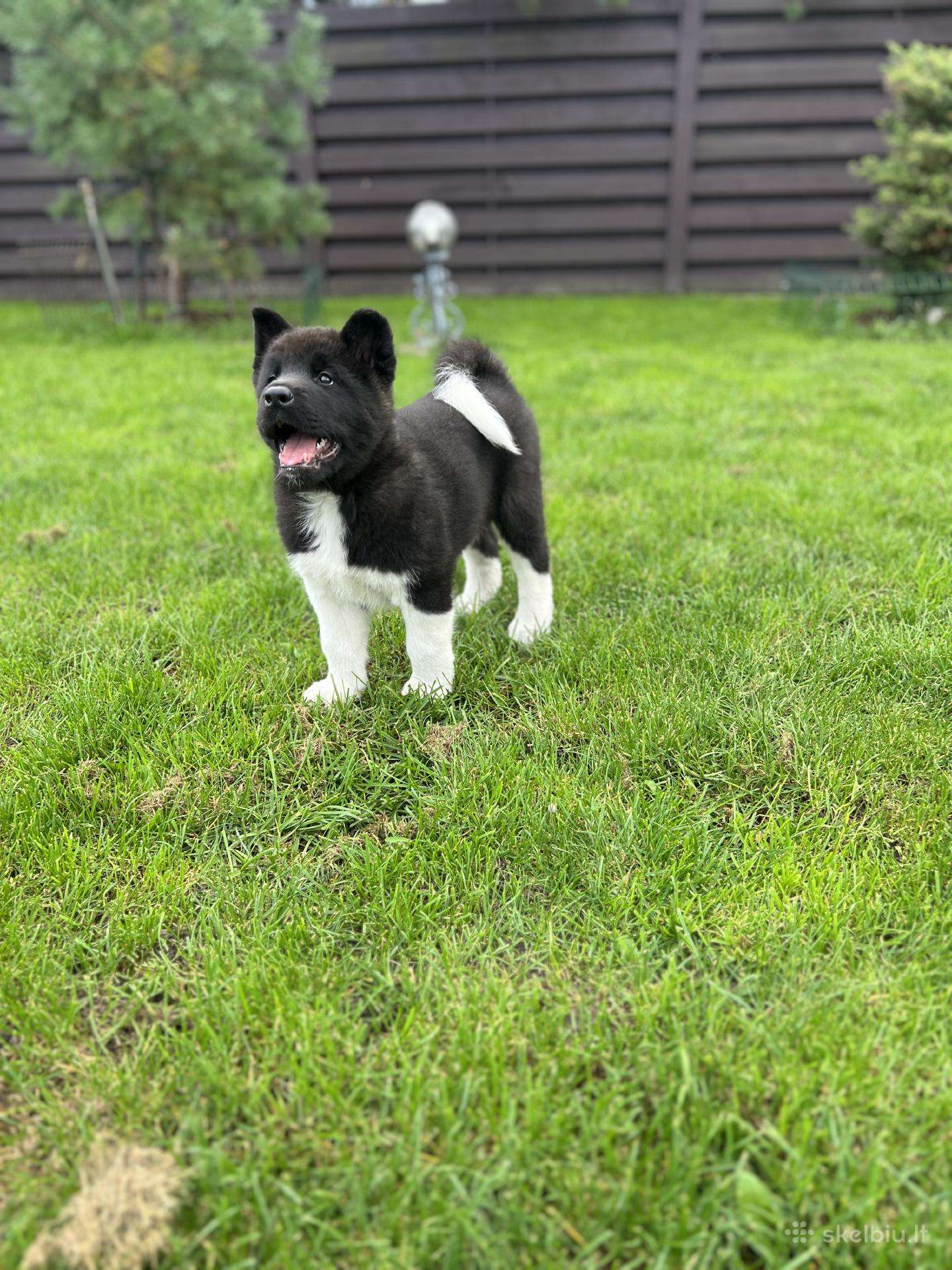 Amerikiečių Akita šuniukai