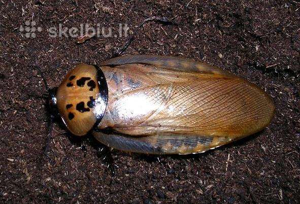Eublaberus distanti.