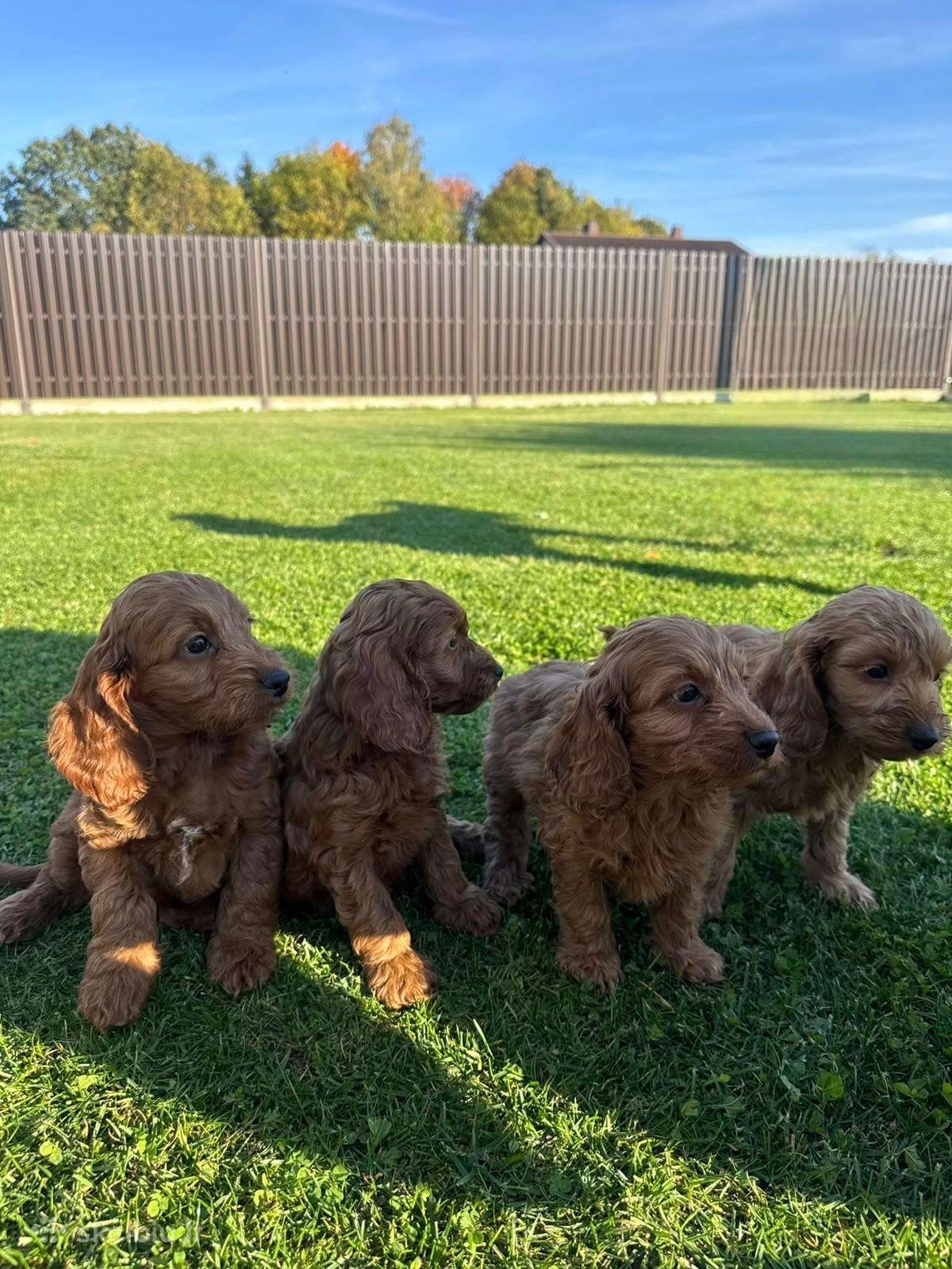 Cockapoo keturi berniukai