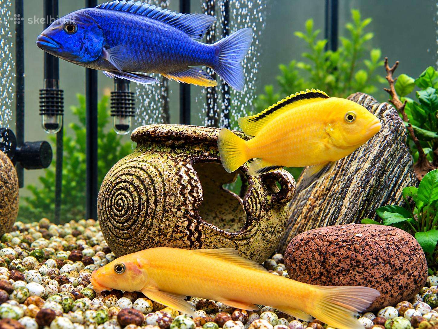 Parduodami ciklidai, Klaipėdos r. 10 eur/vnt