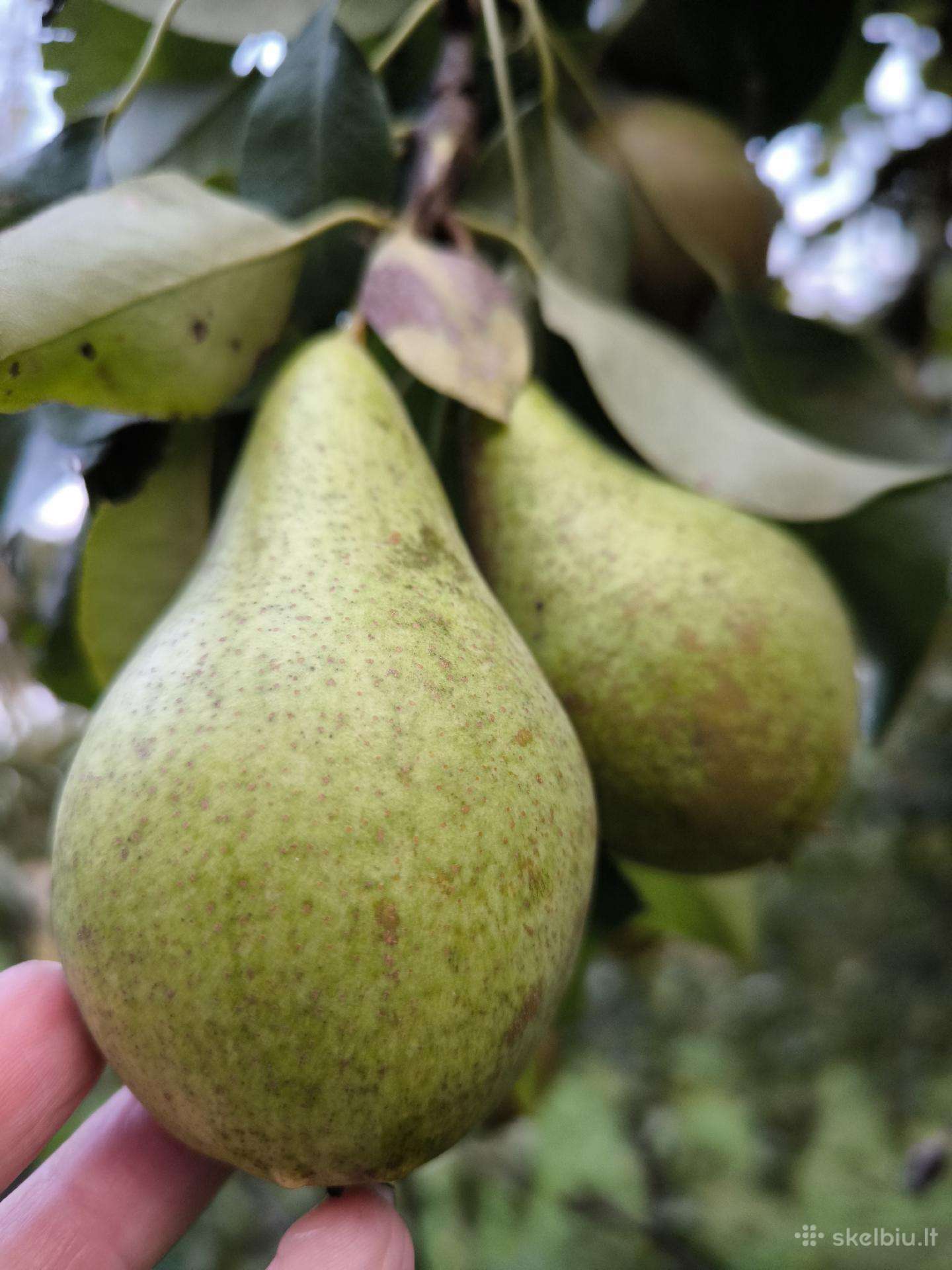 Kriaušės
