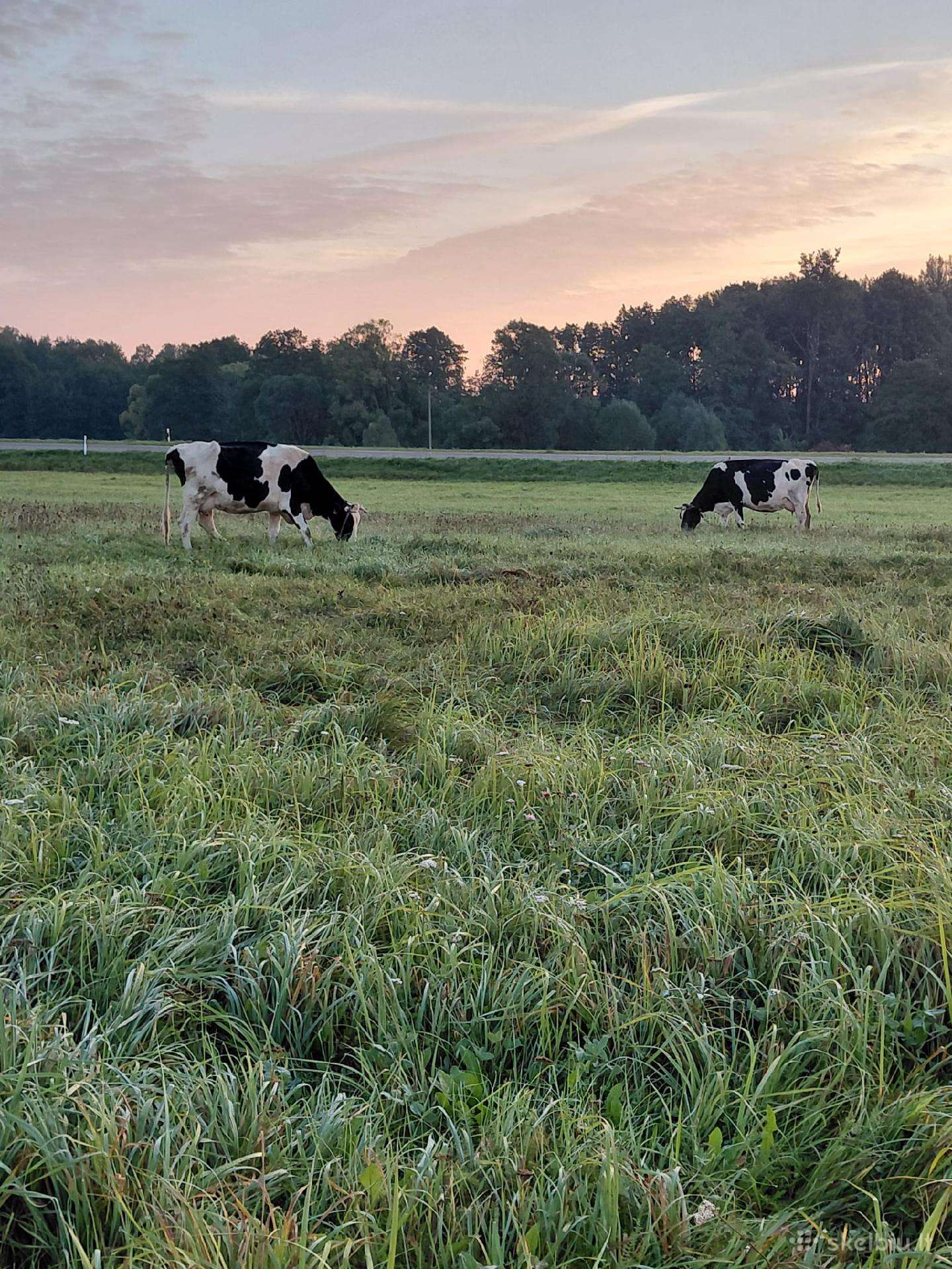 Parduodamos pieninės karvės