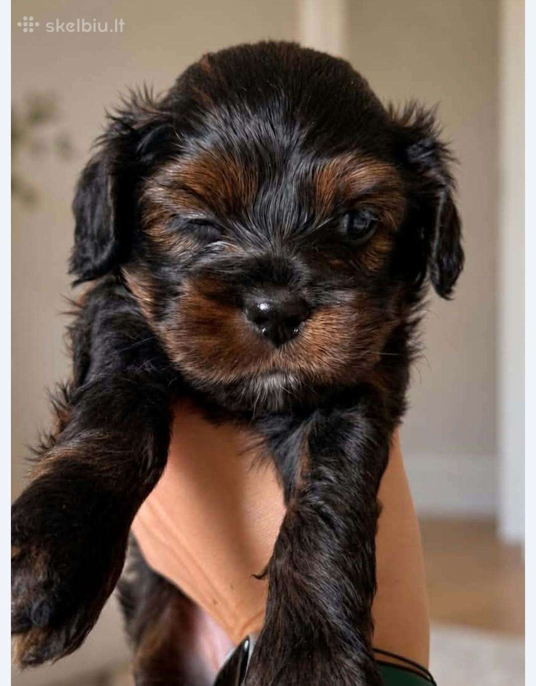 Cockapoo