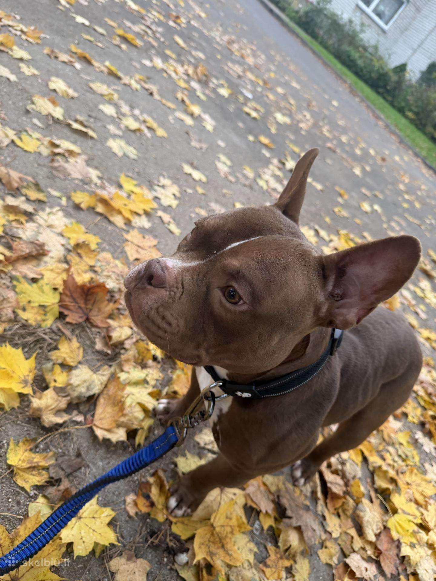 Atiduodamas American Bully
