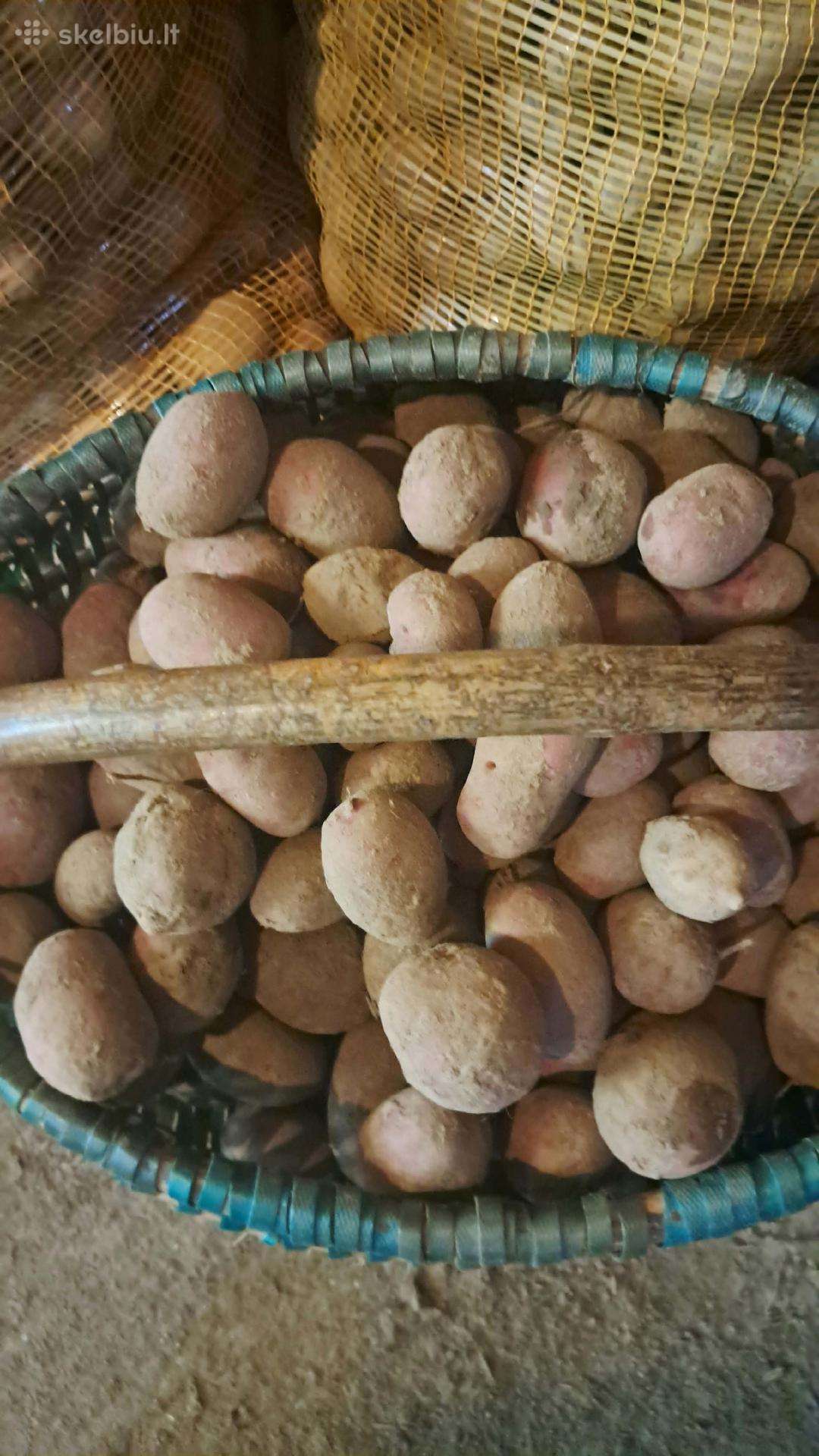 Pašarinės bulvės