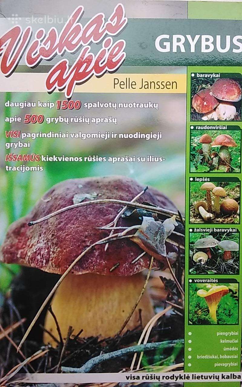 Viskas apie grybus