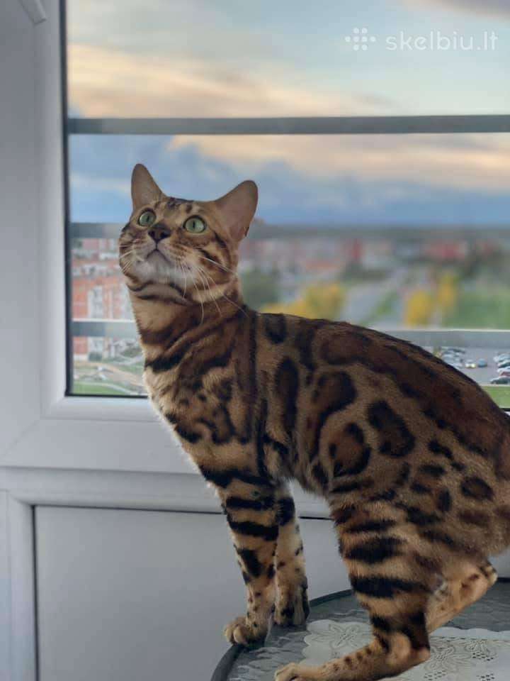 Dovanojamas kilmingas bengalas