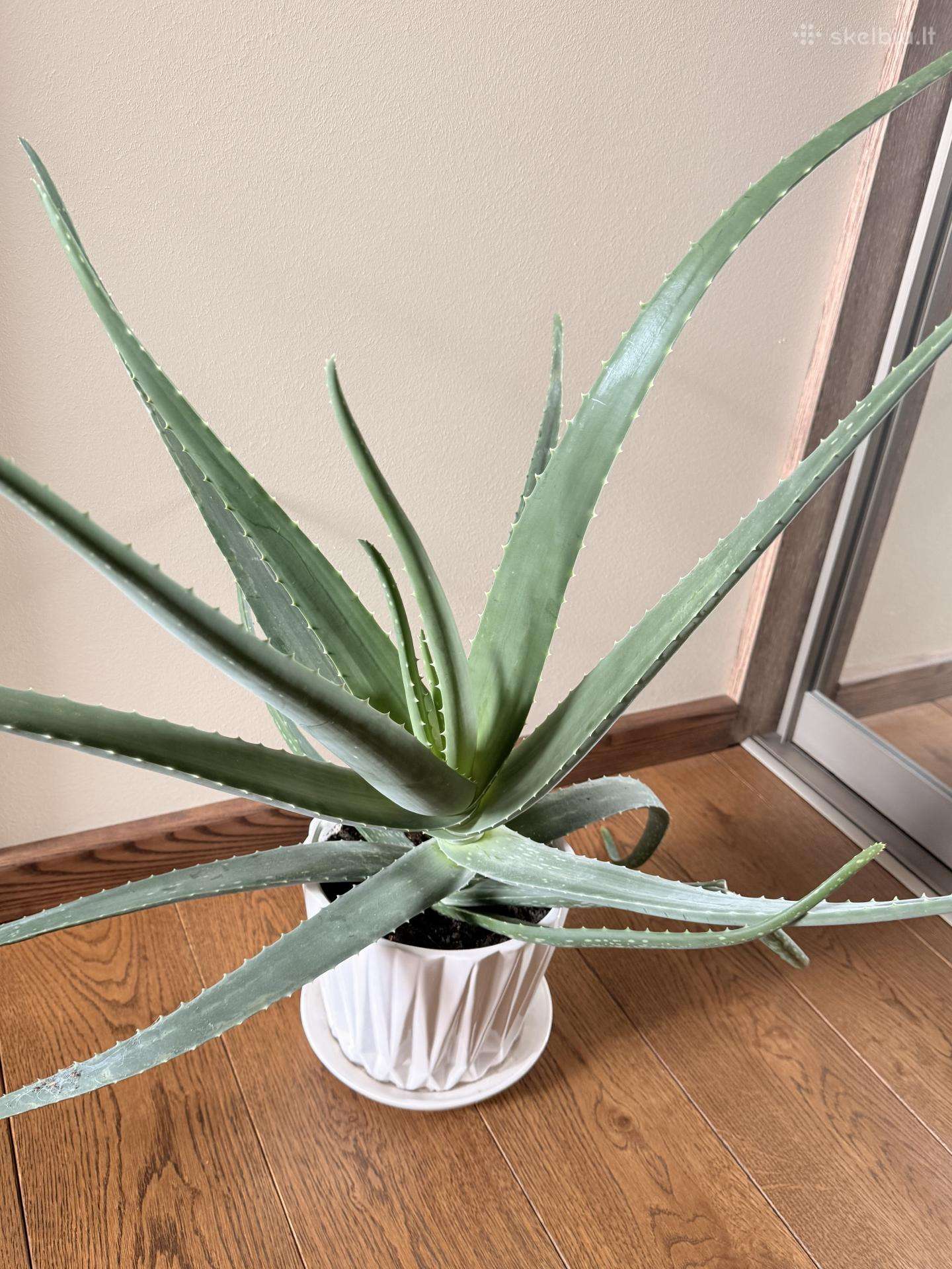 Vaistinis Aloe Vera