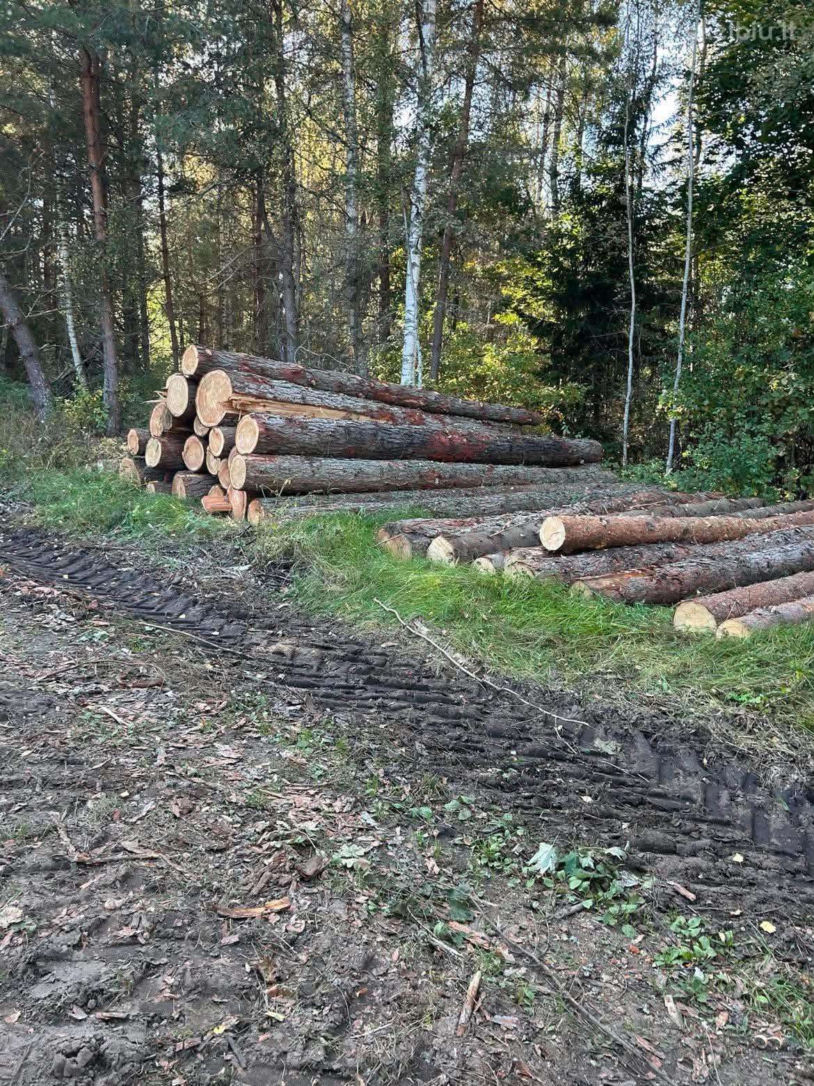 Maumedžio rastai