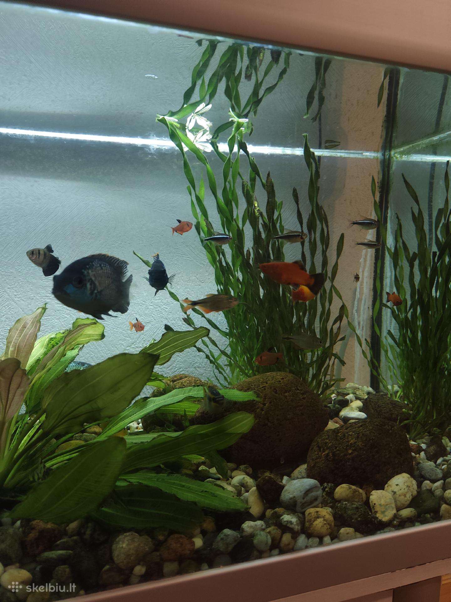 Akvariumas 160 litrų