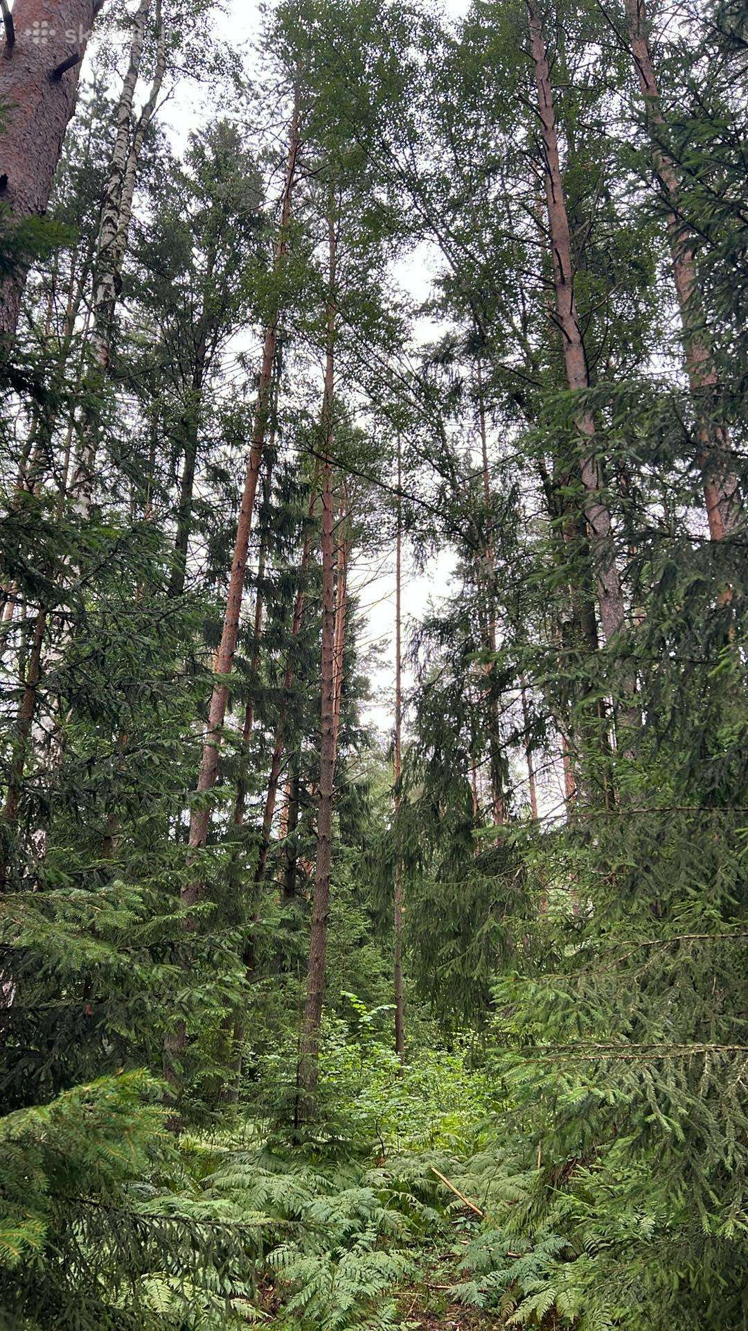 Parduodu miškus Kelmės r.