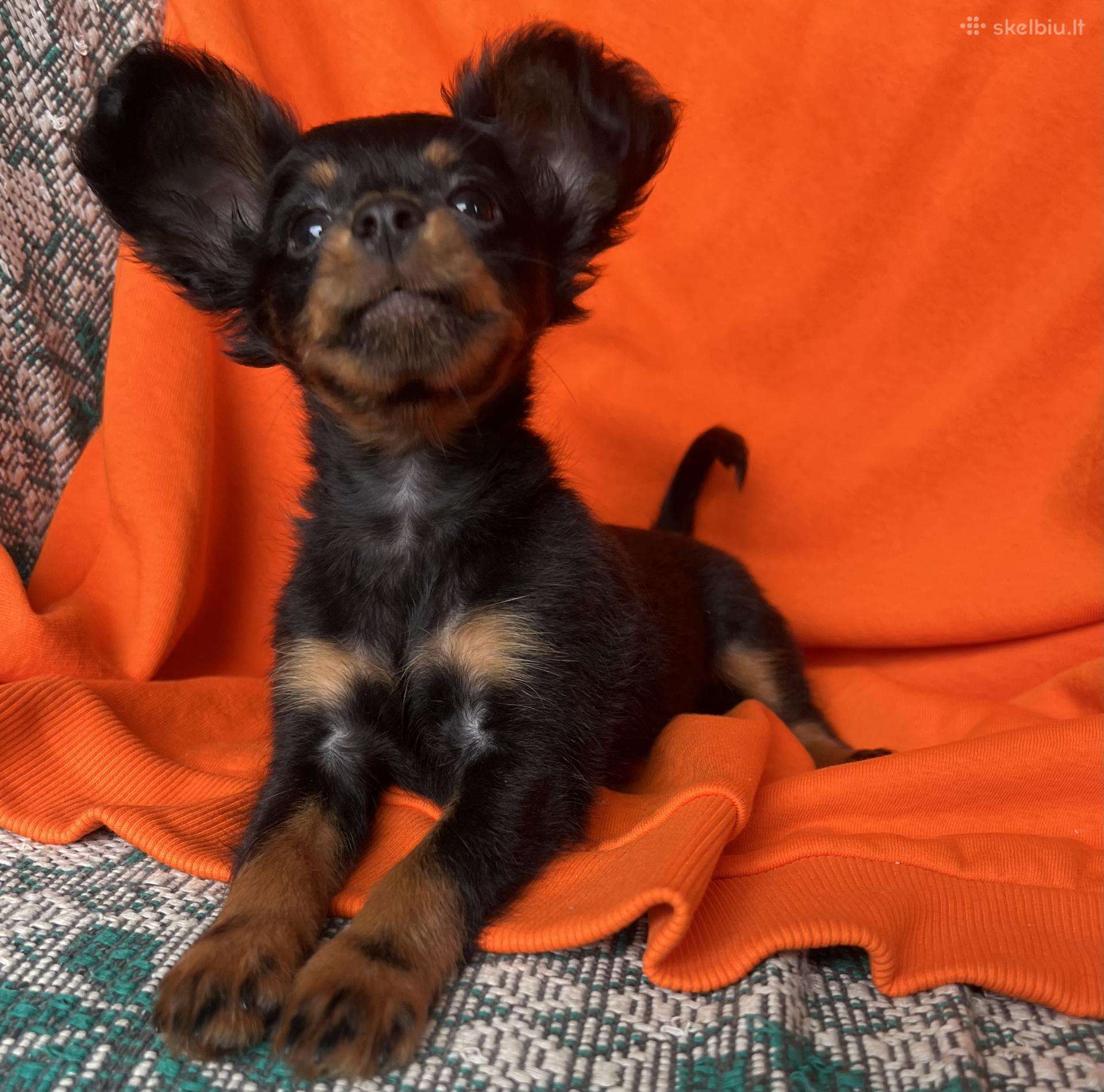 Ilgaplaukius toy terrier
