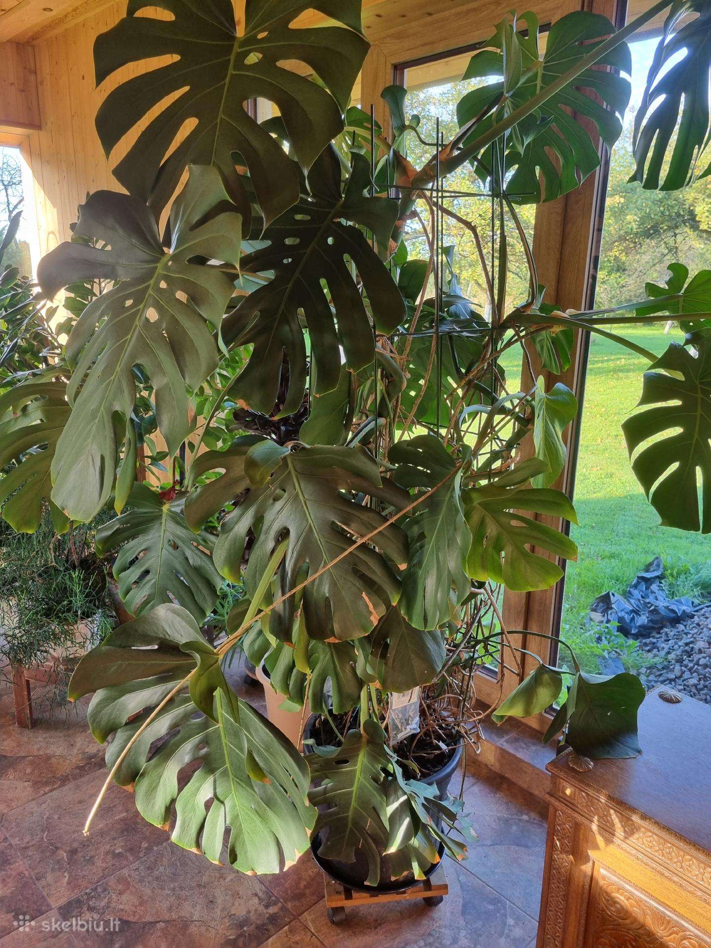 Monstera