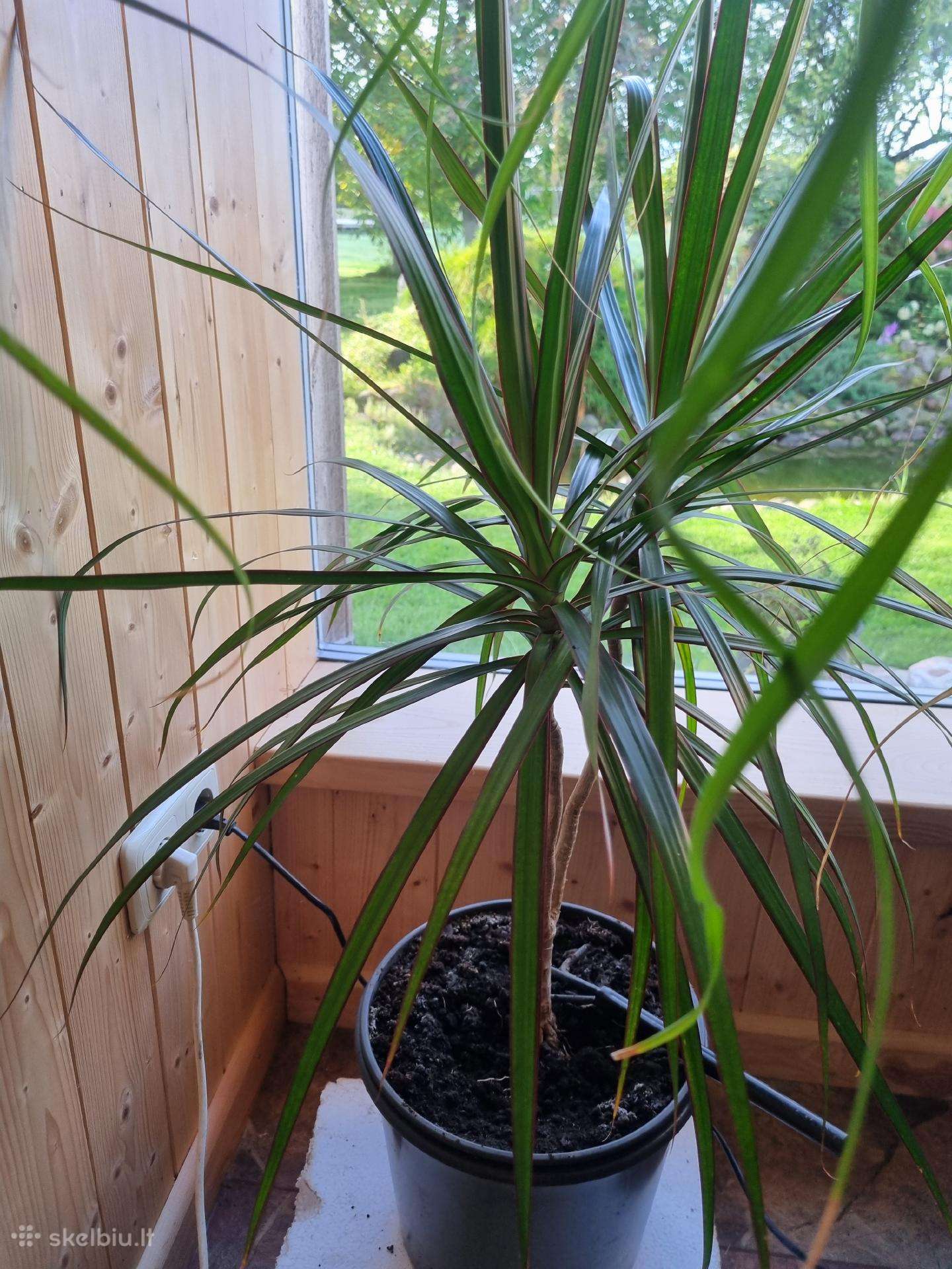 Dracena