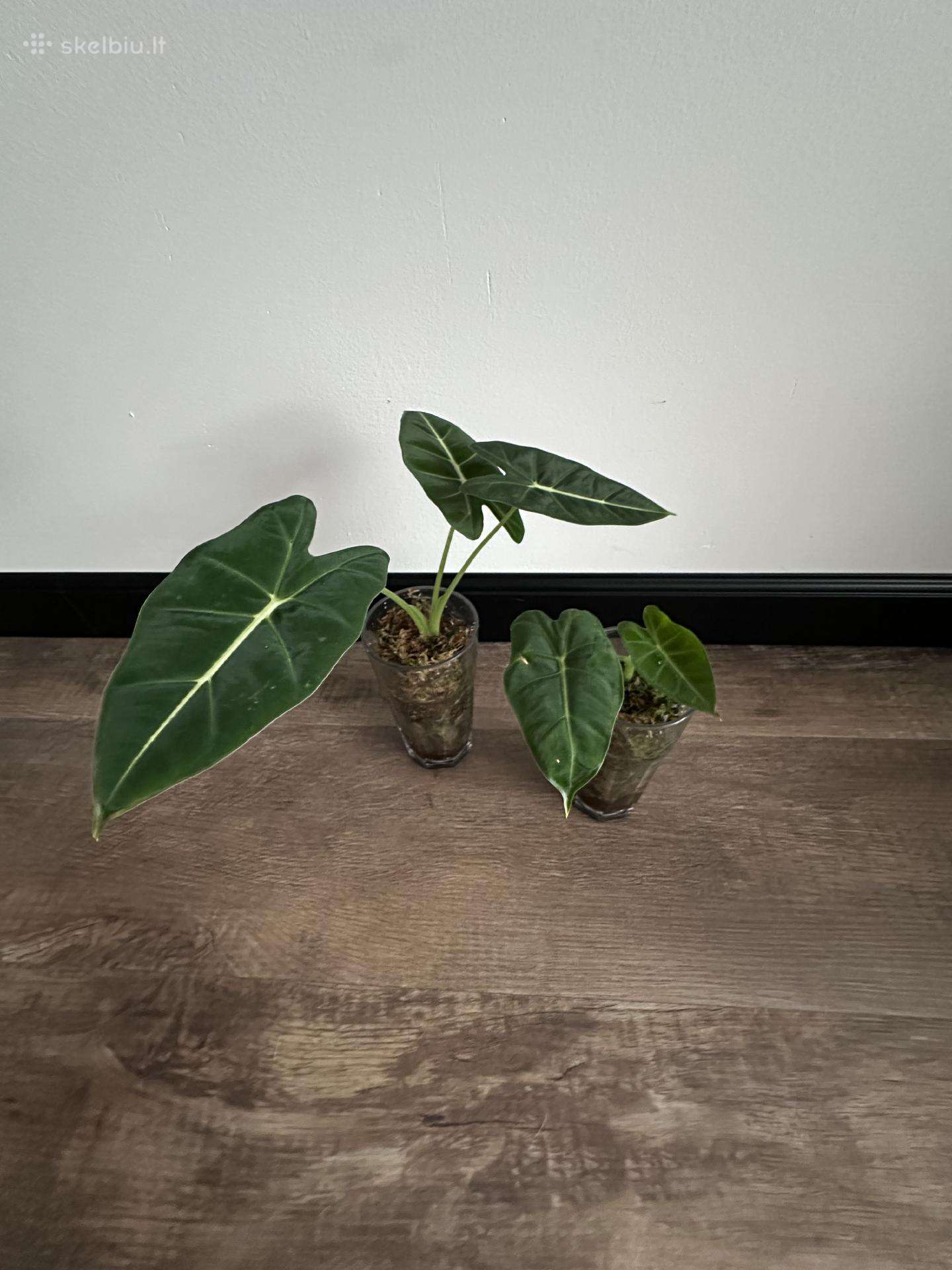 Alocasia frydek