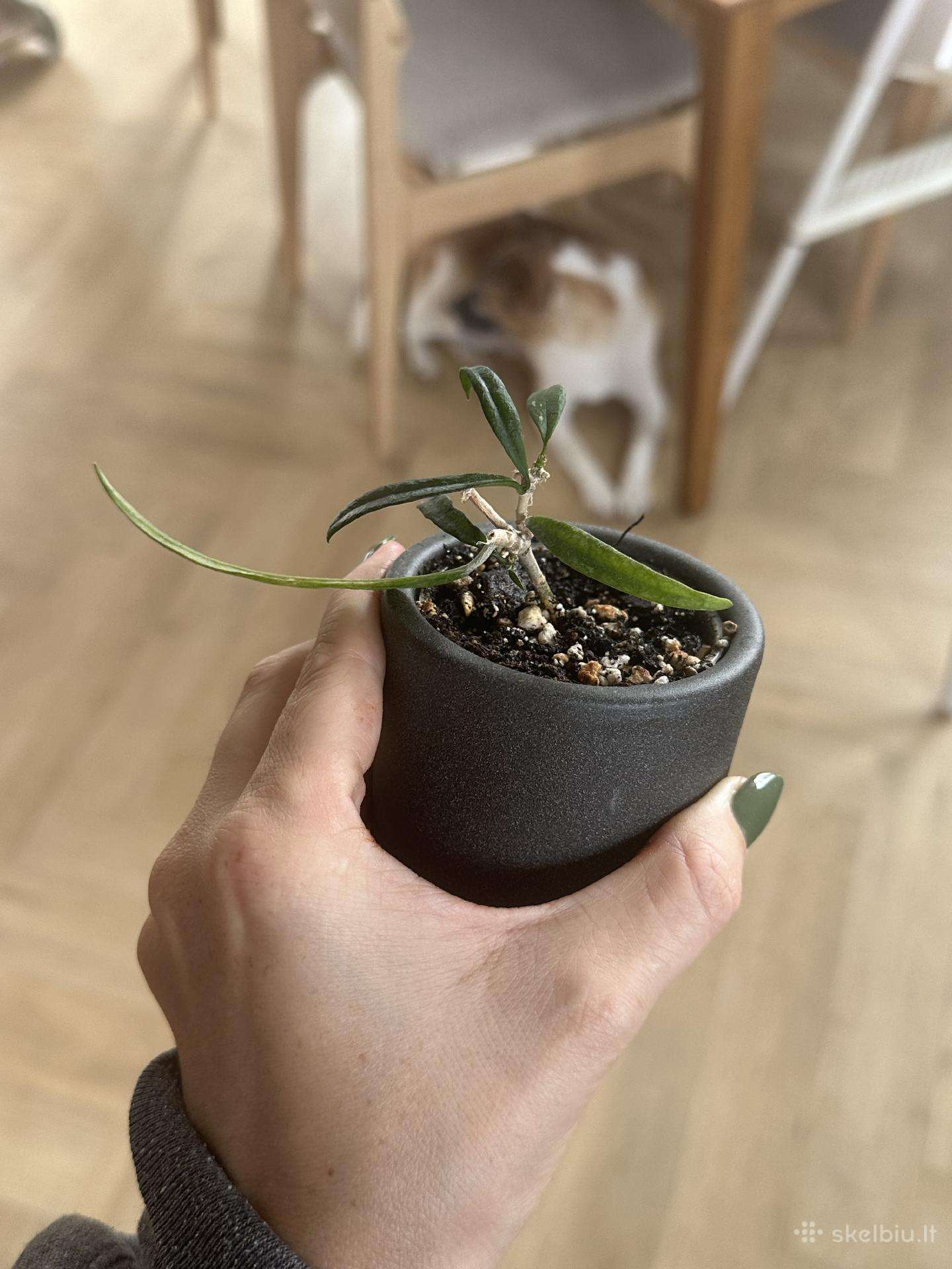 Vaškuole pauciflora
