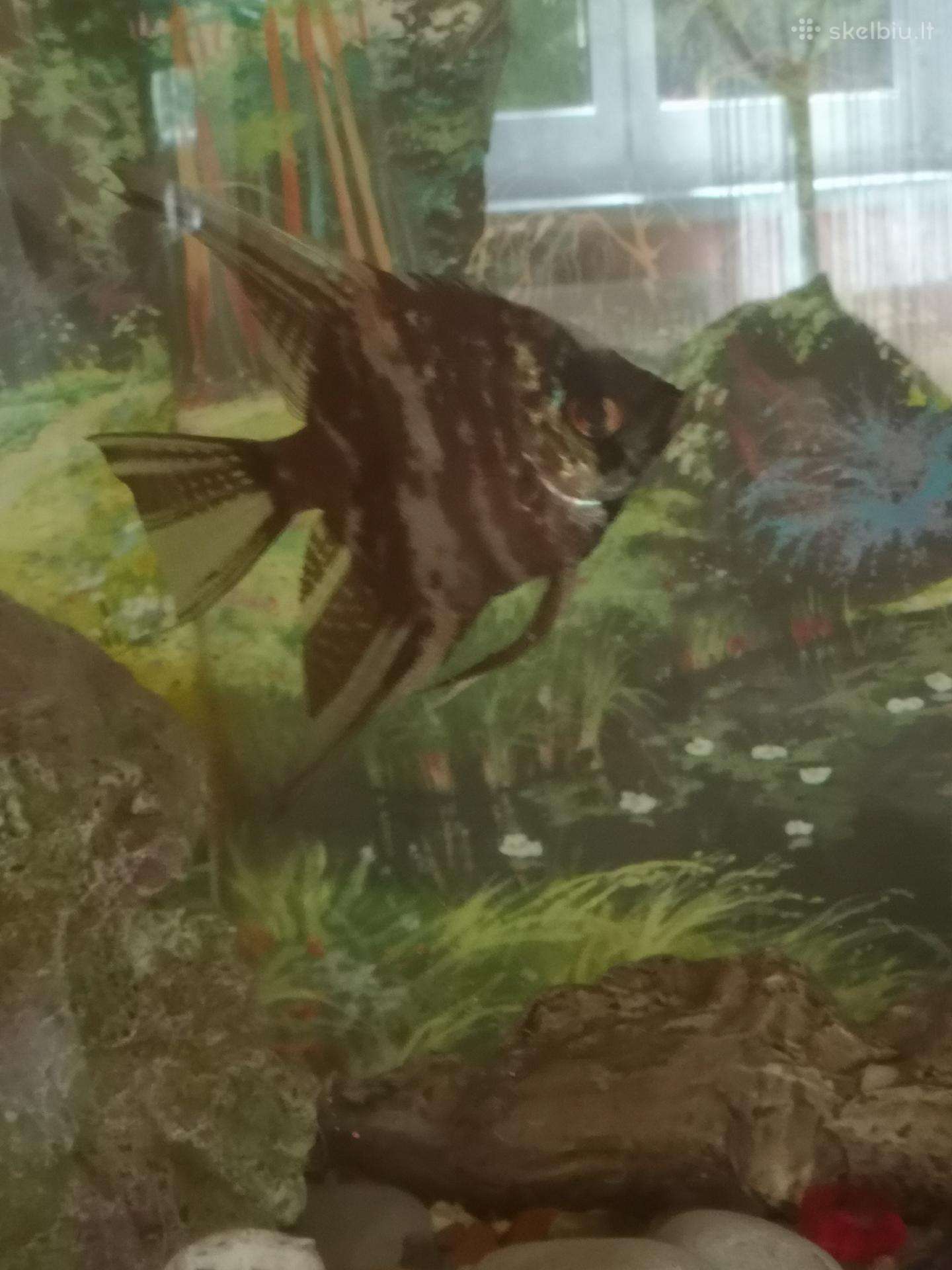Akvariumas