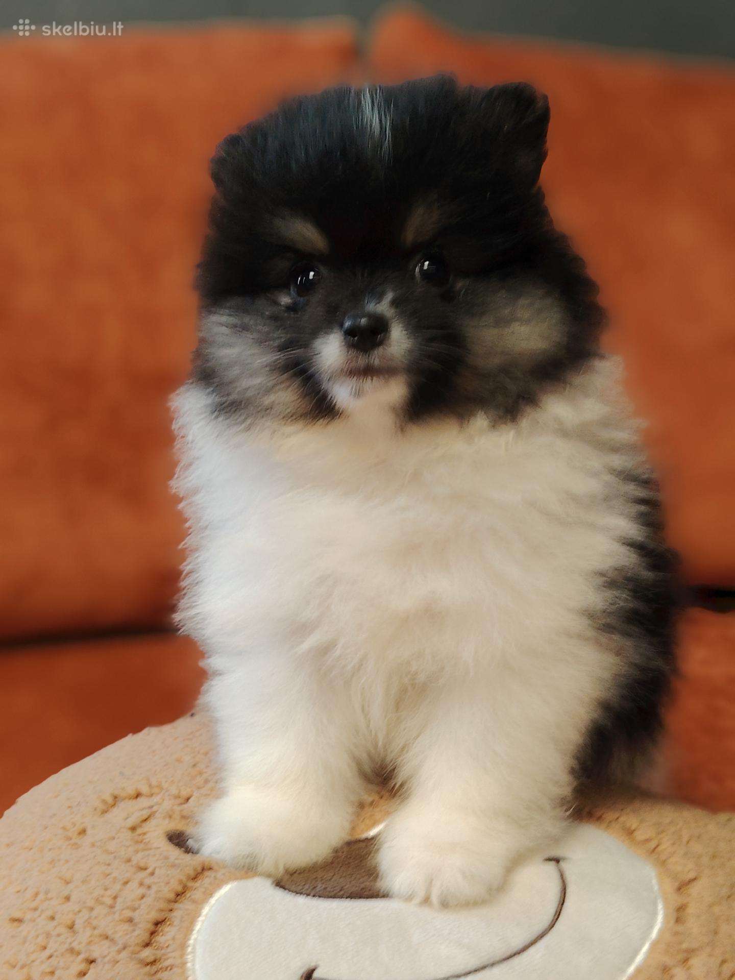 Pomeranijos Špicai!