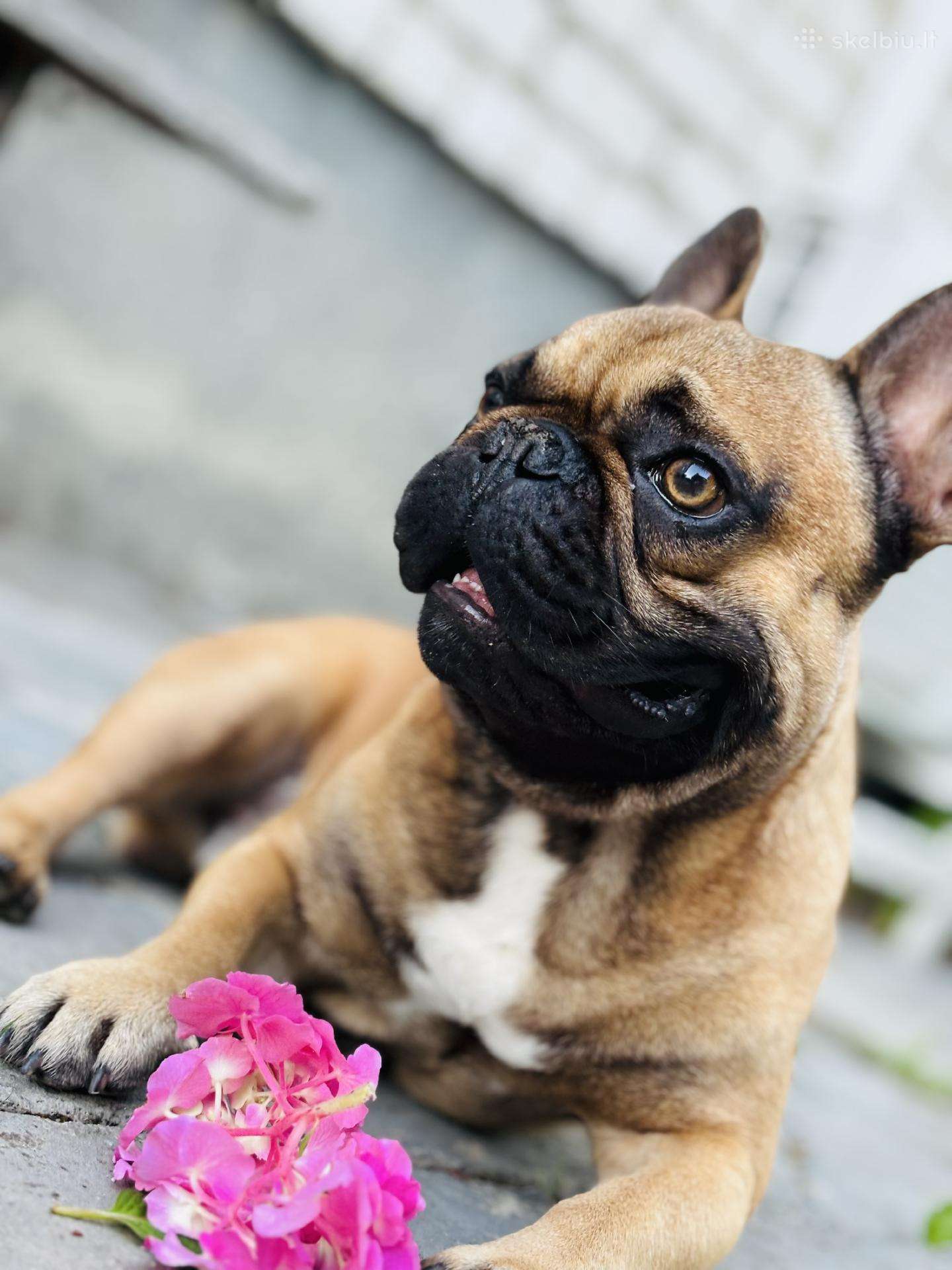 Prancūzų buldogiukas ieško draugės