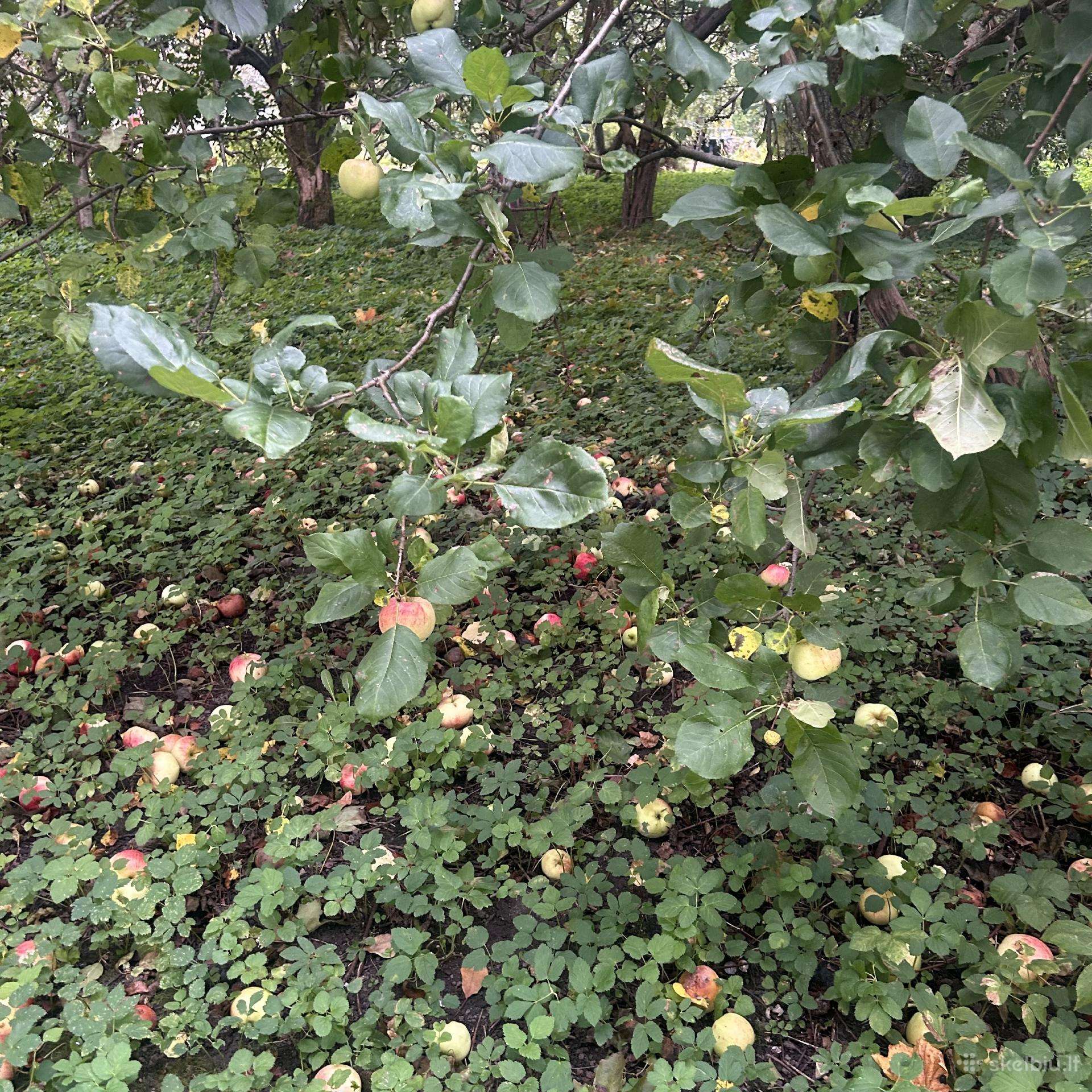 Obuolių sultys
